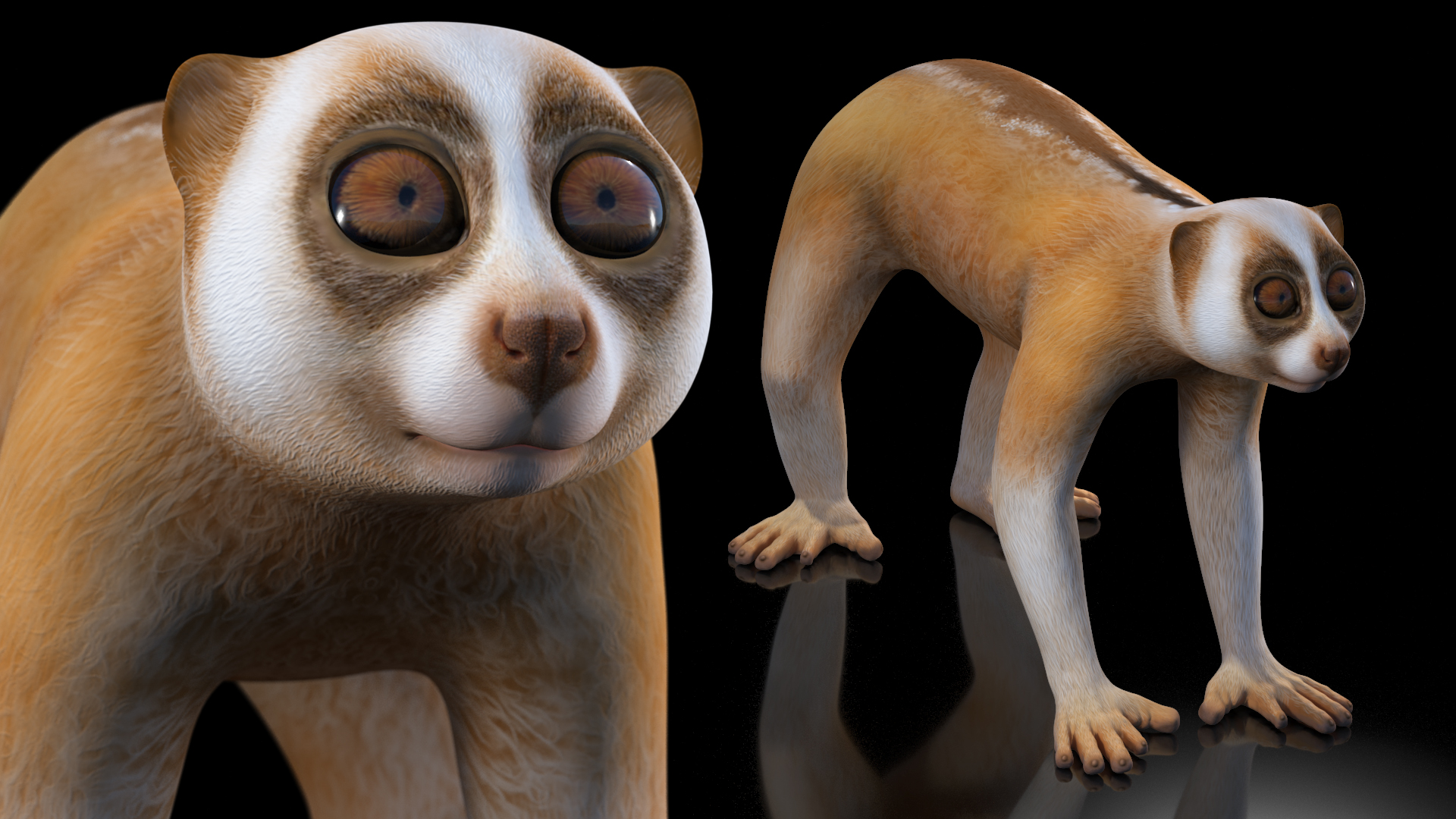 Lemur Slow Loris Rigged for Maya 3D