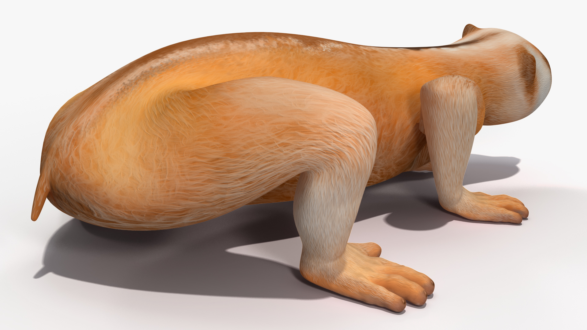 Lemur Slow Loris Rigged for Maya 3D