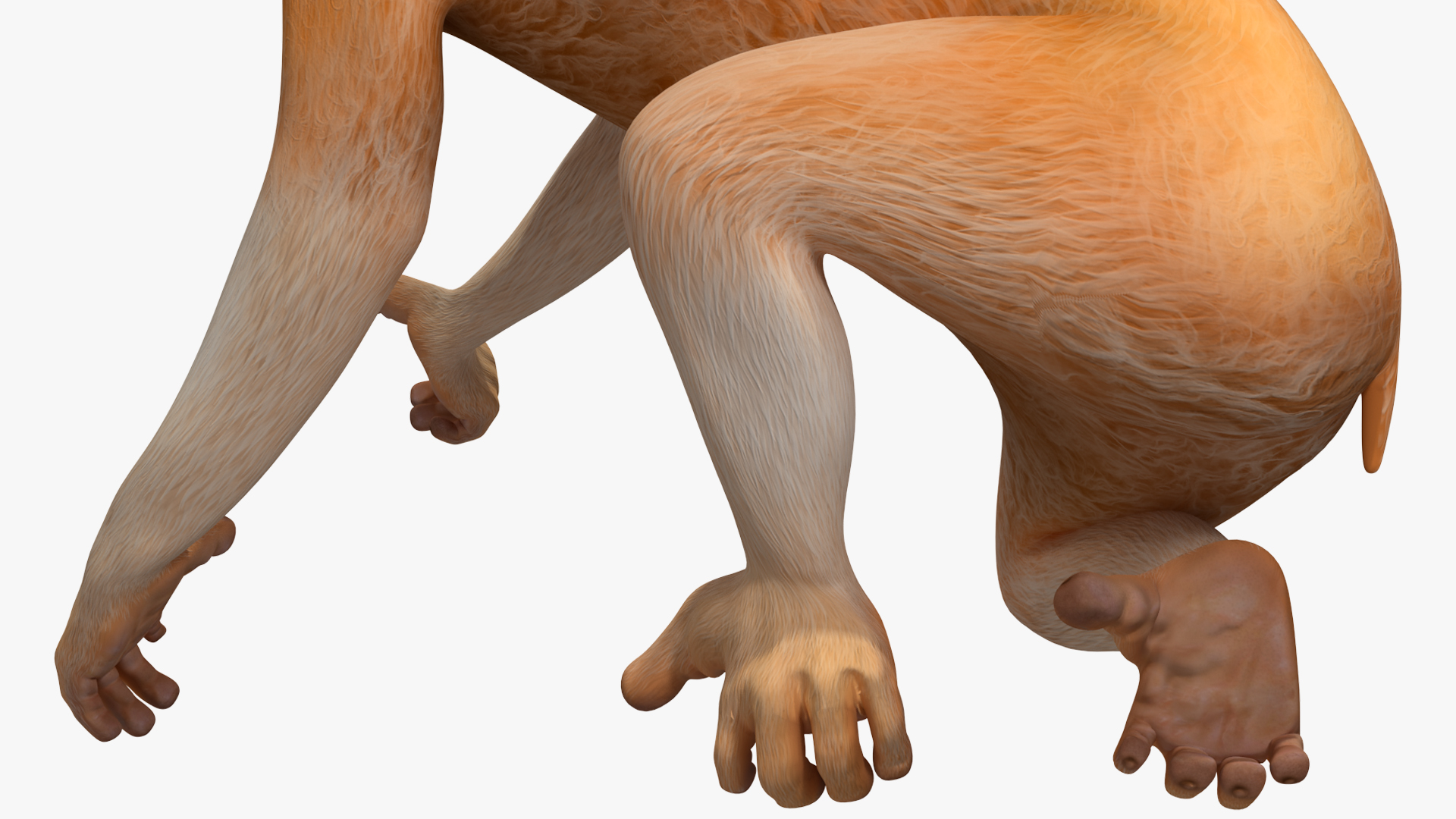 Lemur Slow Loris Rigged for Maya 3D