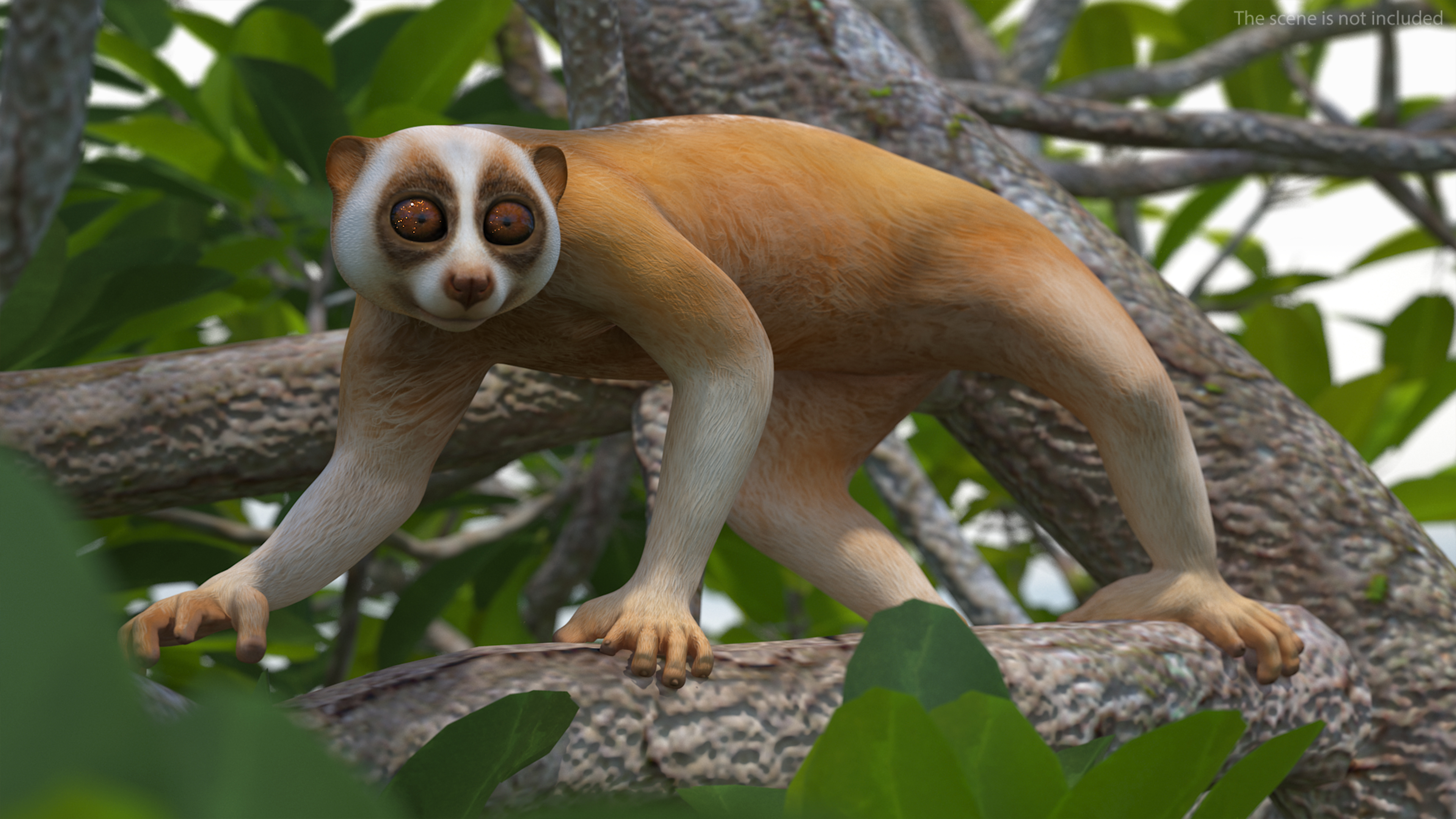 Lemur Slow Loris Rigged for Maya 3D