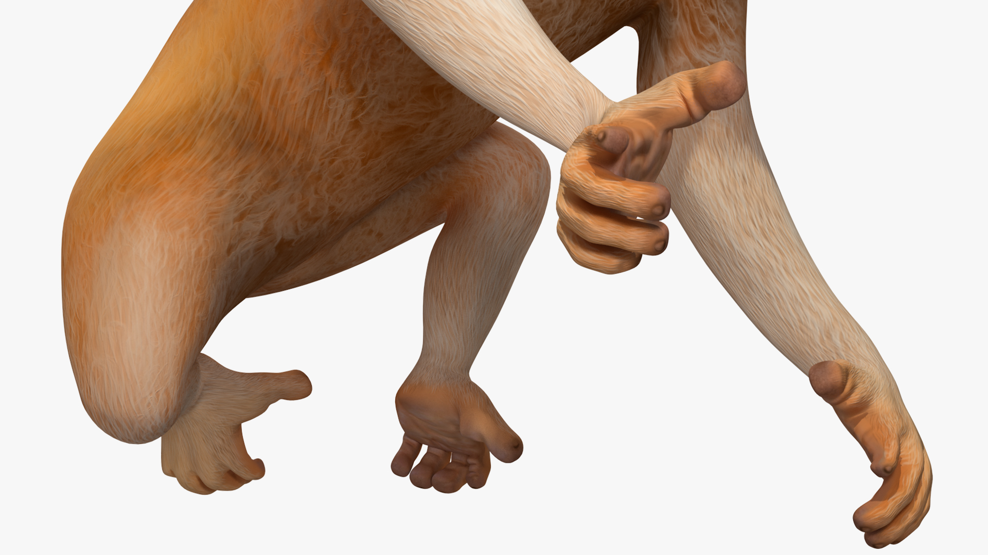 Lemur Slow Loris Rigged for Maya 3D