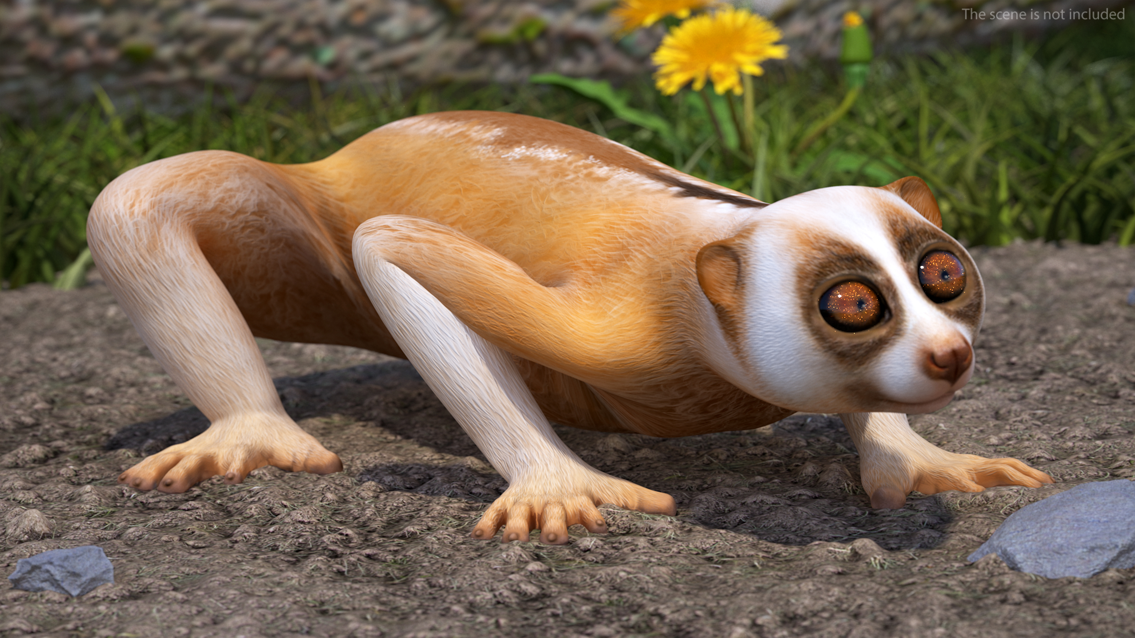 Lemur Slow Loris Rigged for Maya 3D