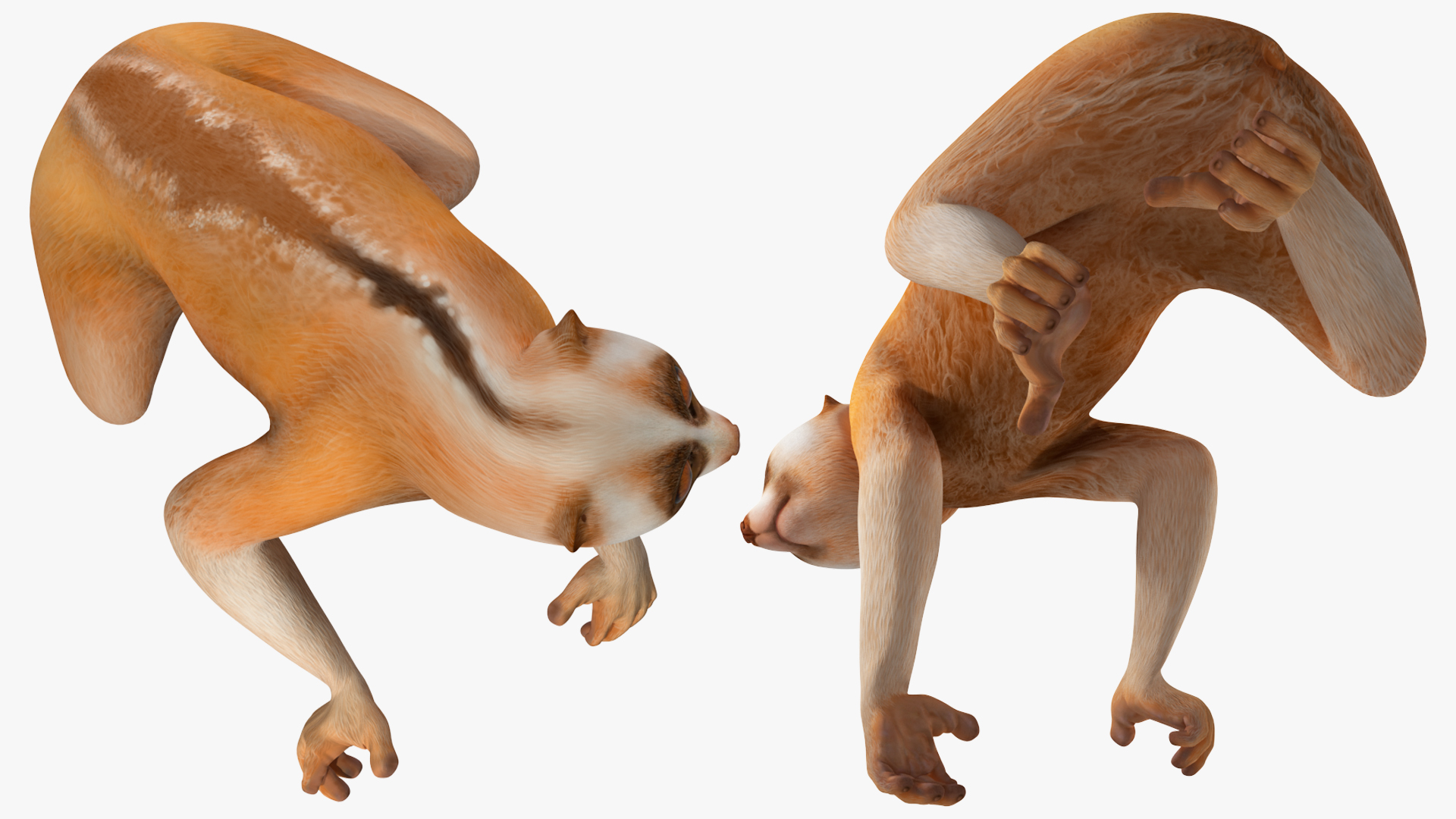 Lemur Slow Loris Rigged for Maya 3D