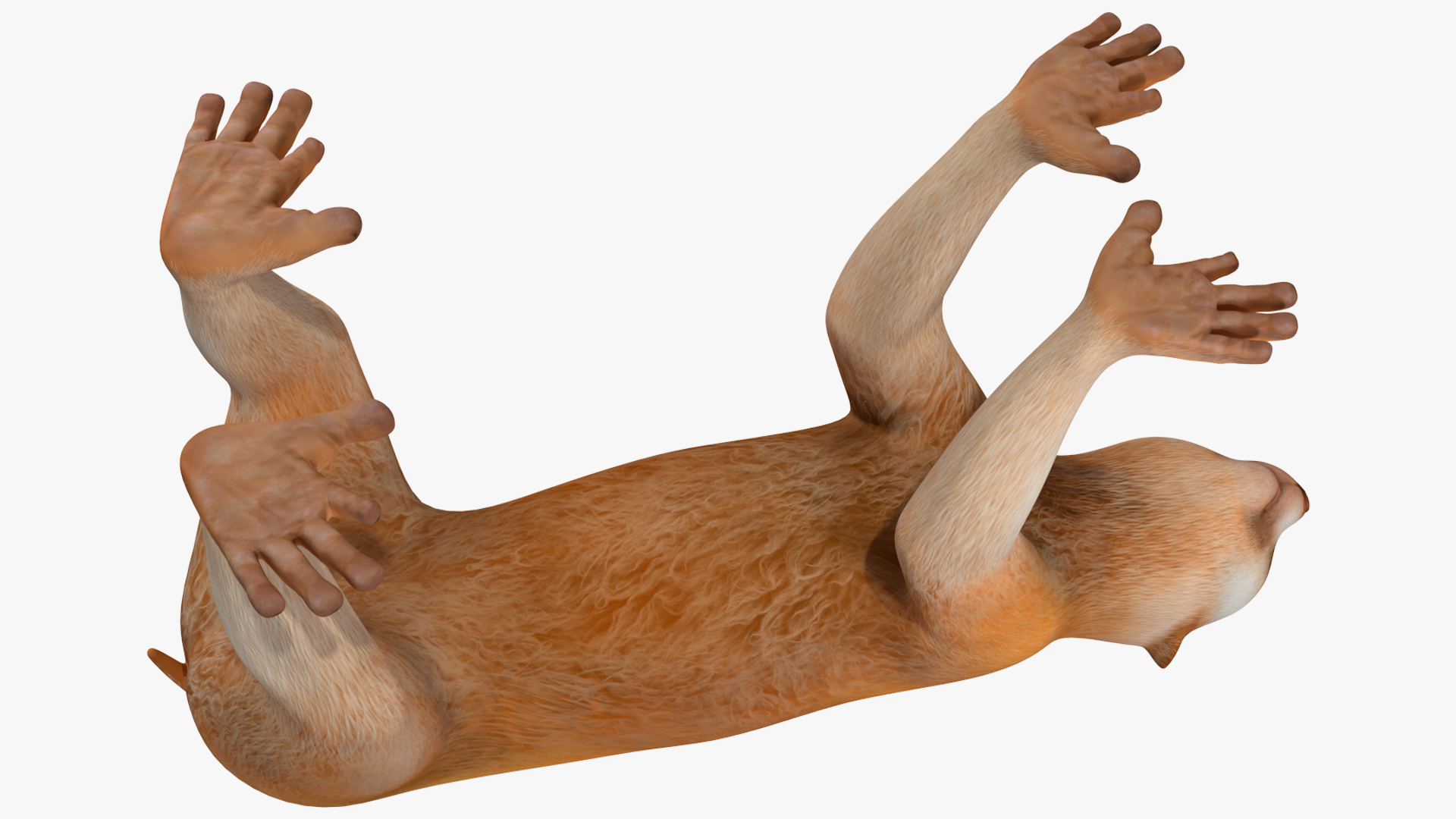 Lemur Slow Loris Rigged for Maya 3D