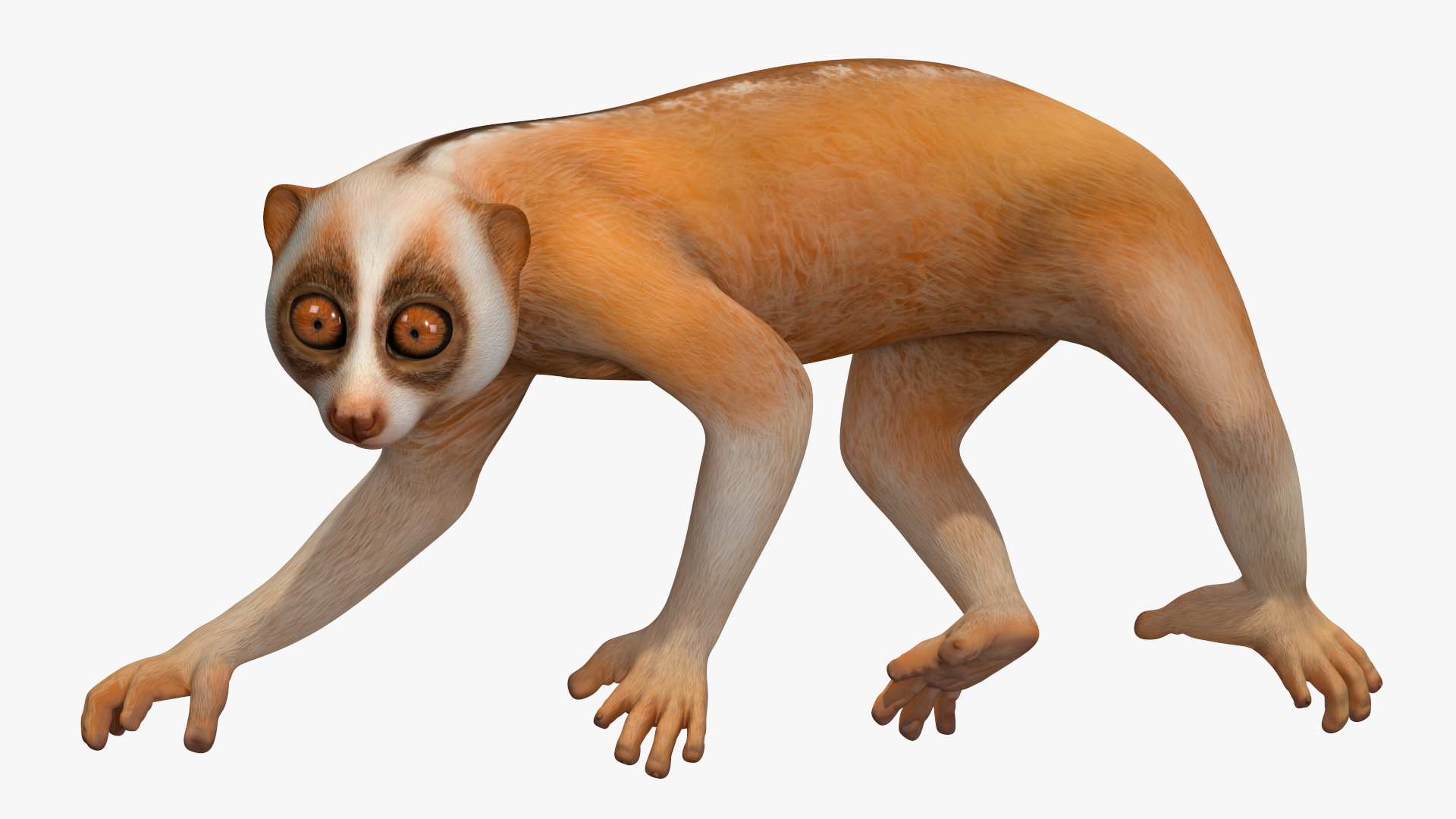 Lemur Slow Loris Rigged for Maya 3D