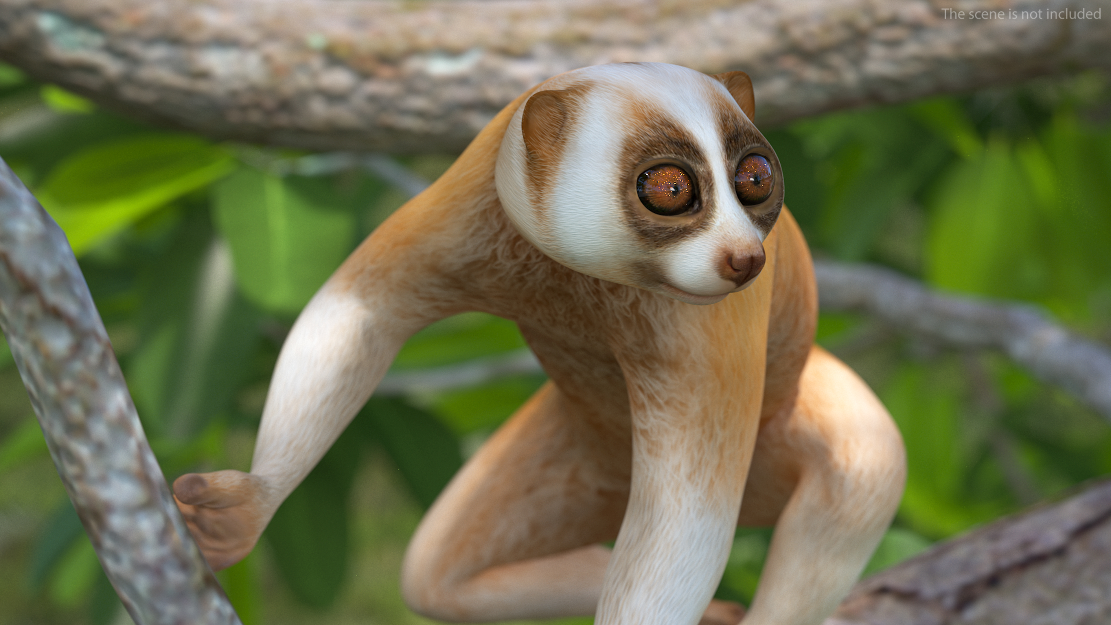 Lemur Slow Loris Rigged for Maya 3D