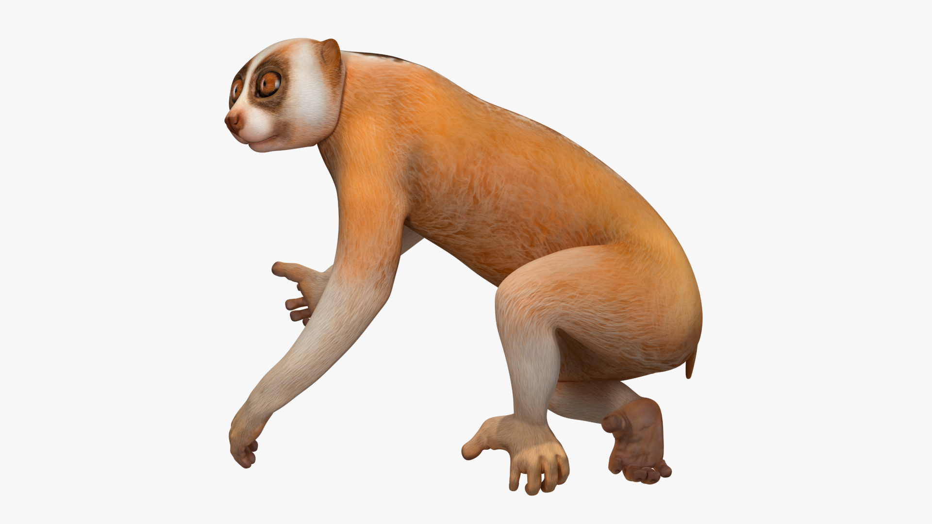 Lemur Slow Loris Rigged for Maya 3D