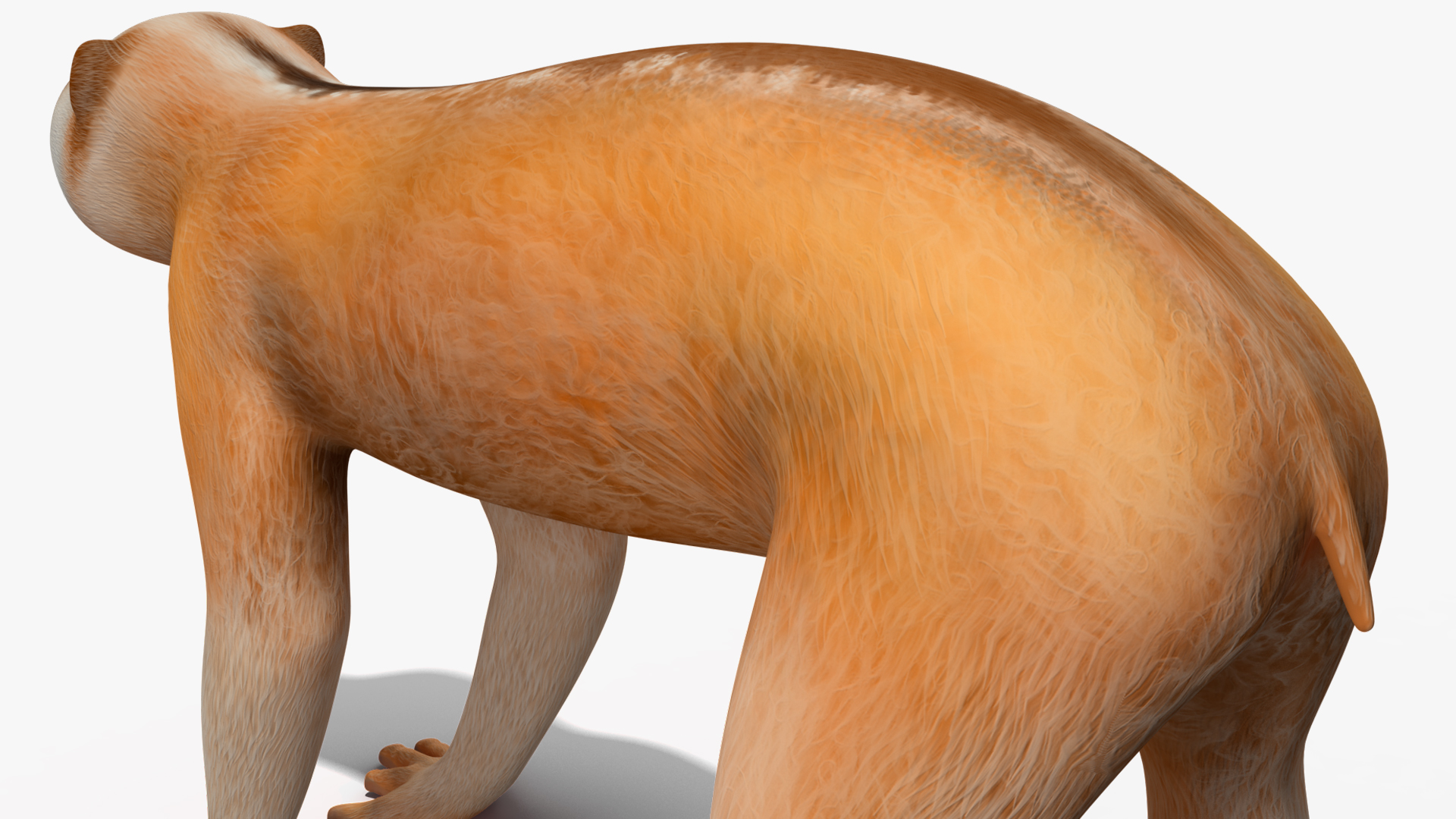 Lemur Slow Loris Rigged for Maya 3D