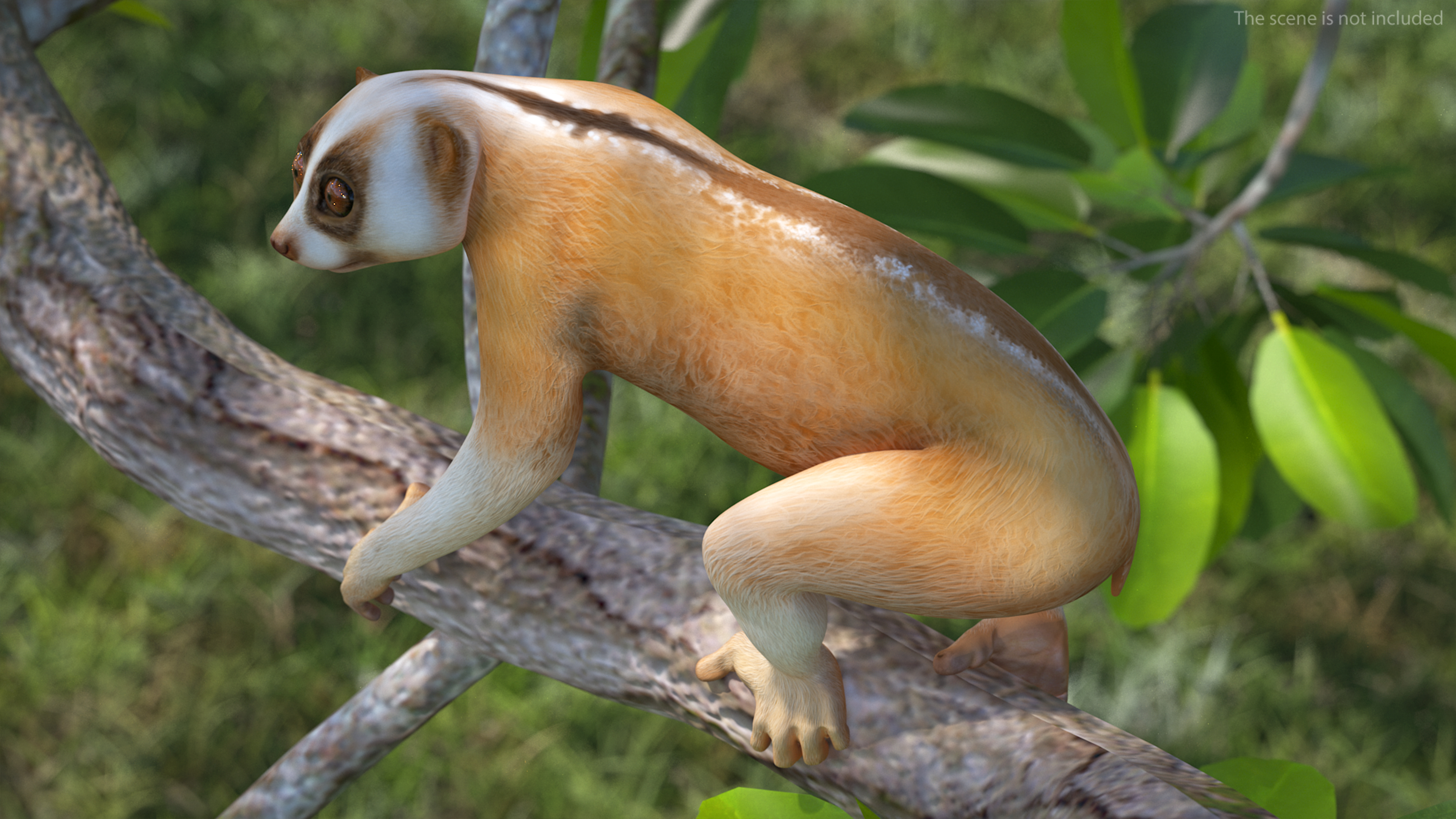 Lemur Slow Loris Rigged for Maya 3D