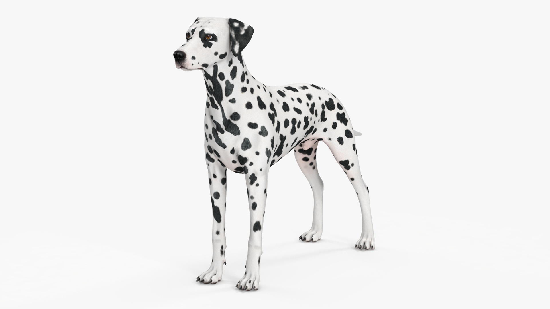 3D Dalmatian Dog model