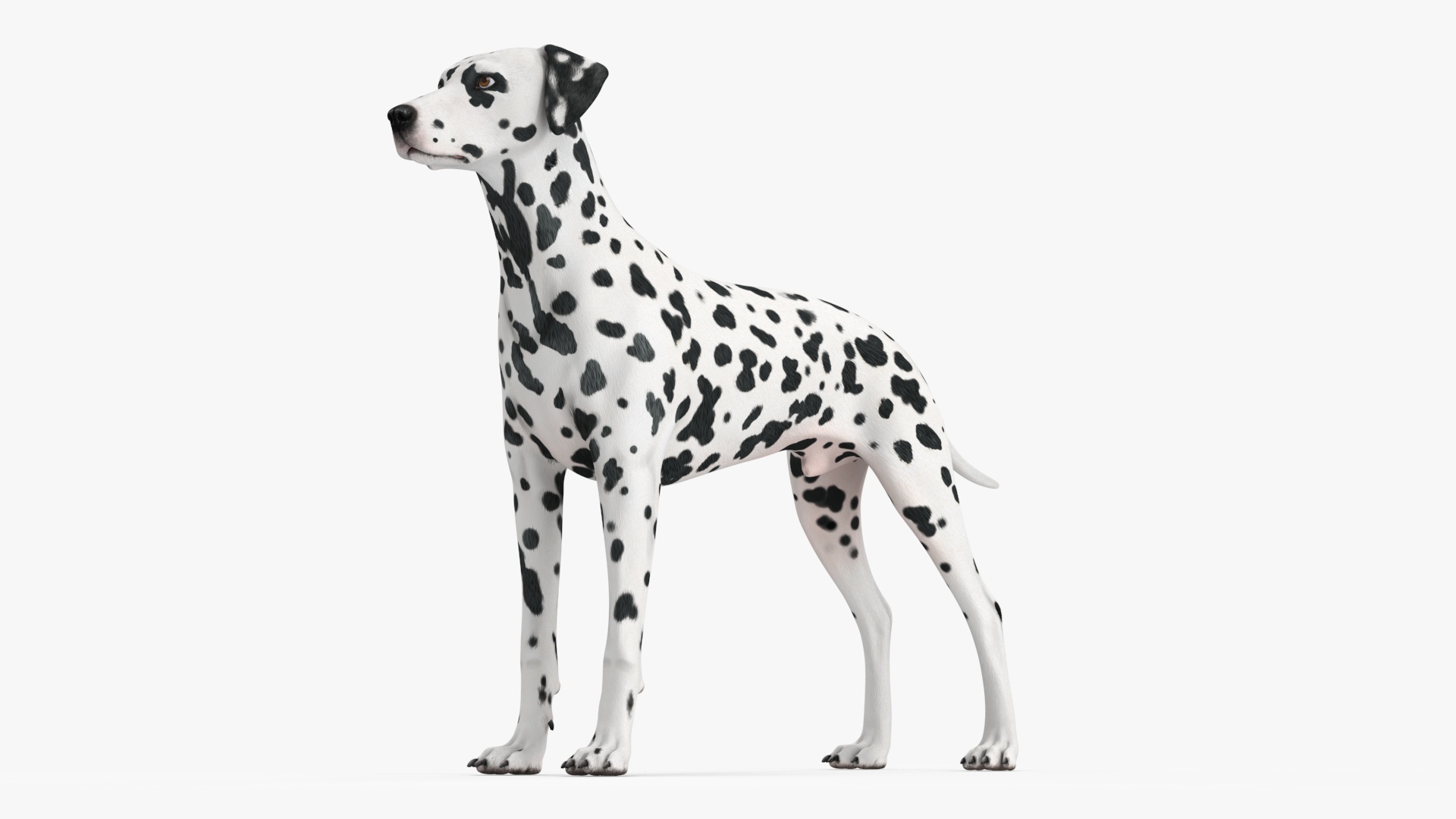 3D Dalmatian Dog model