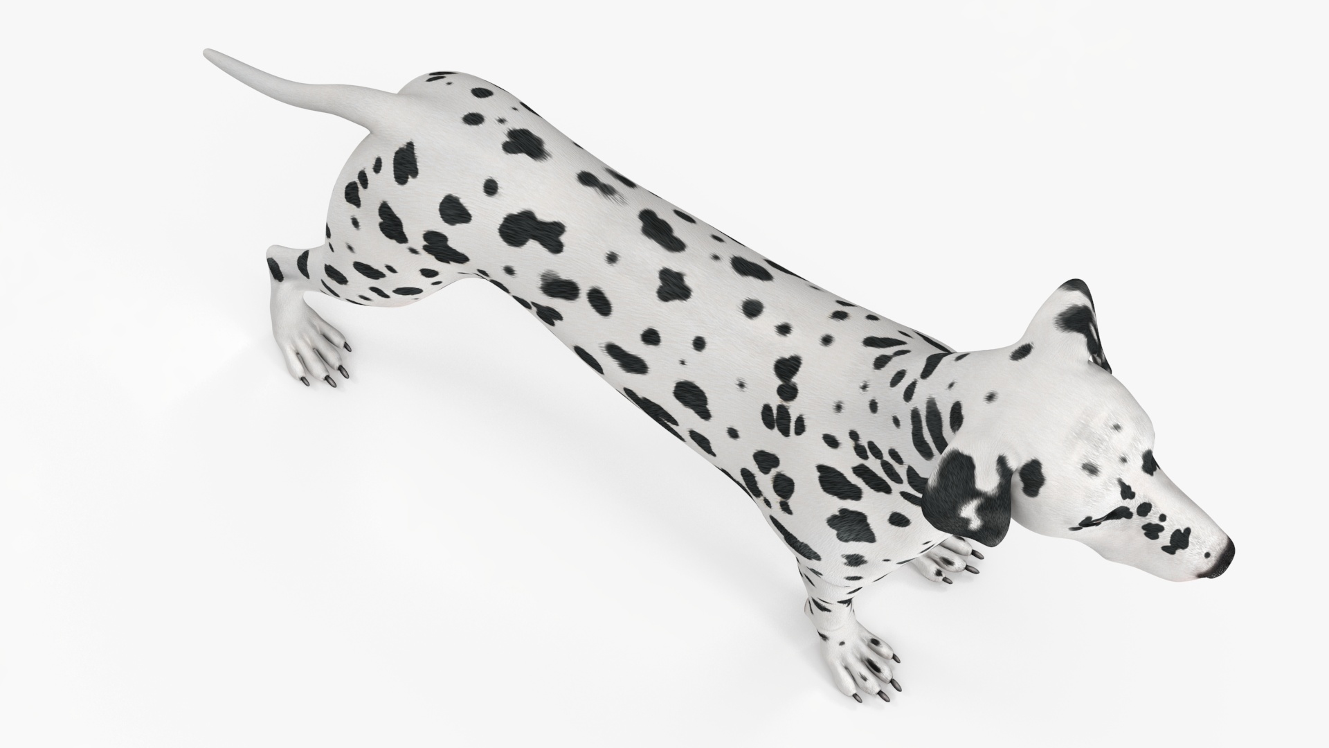 3D Dalmatian Dog model