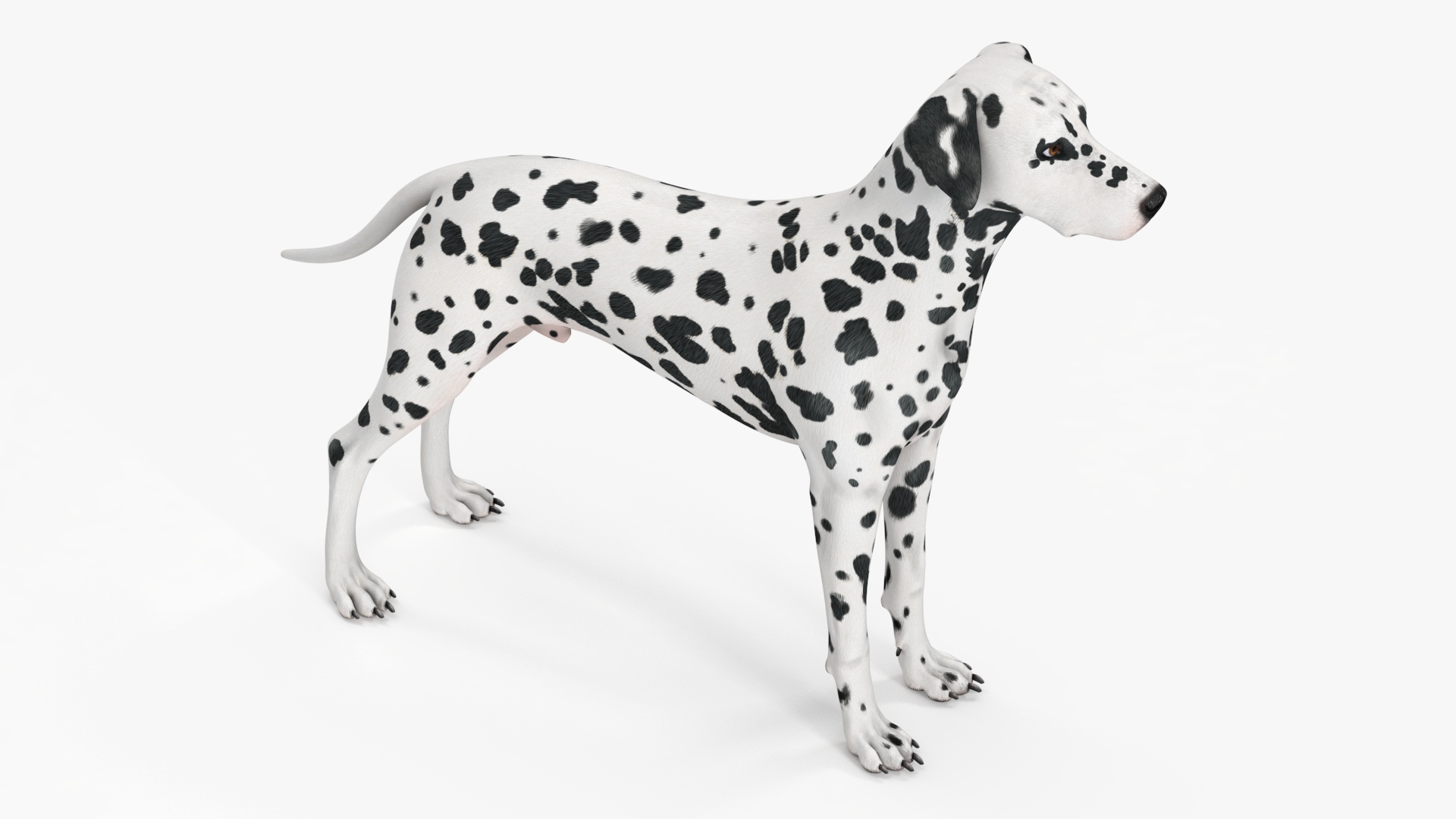 3D Dalmatian Dog model