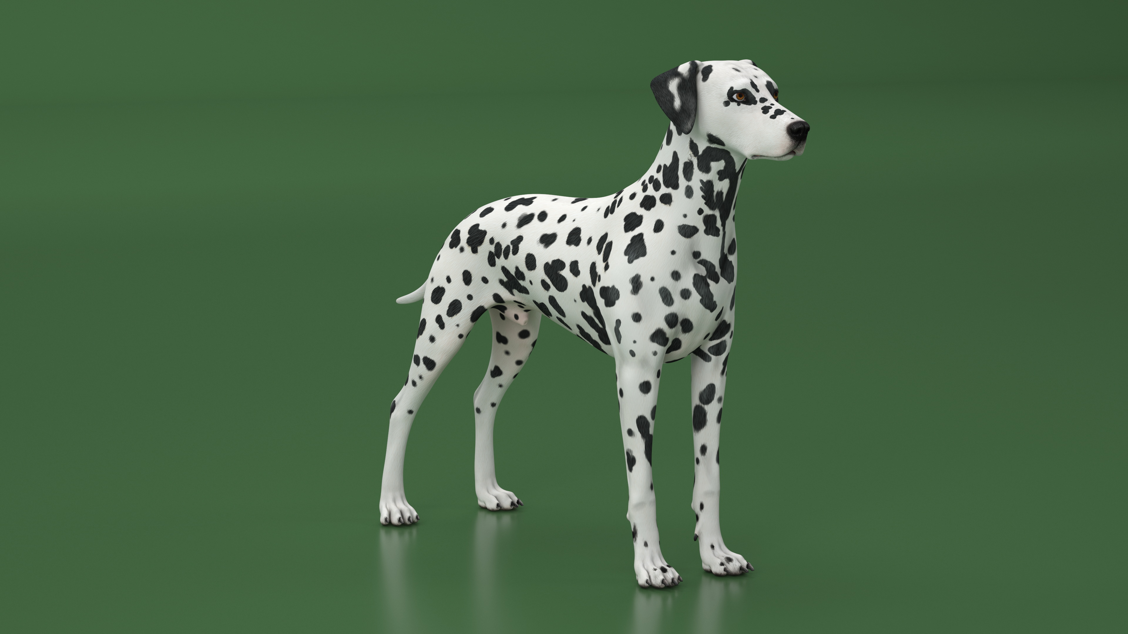 3D Dalmatian Dog model