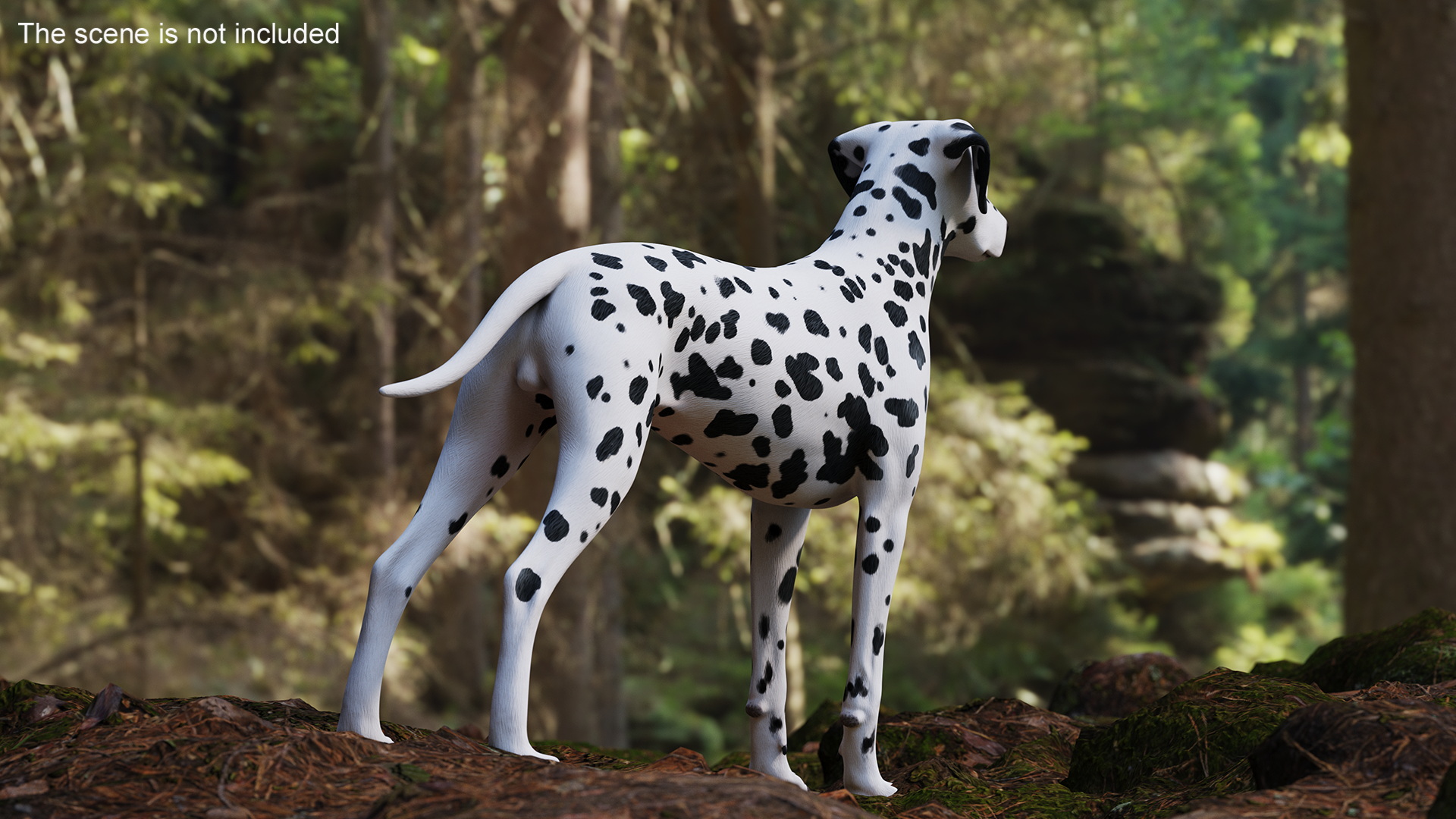 3D Dalmatian Dog model