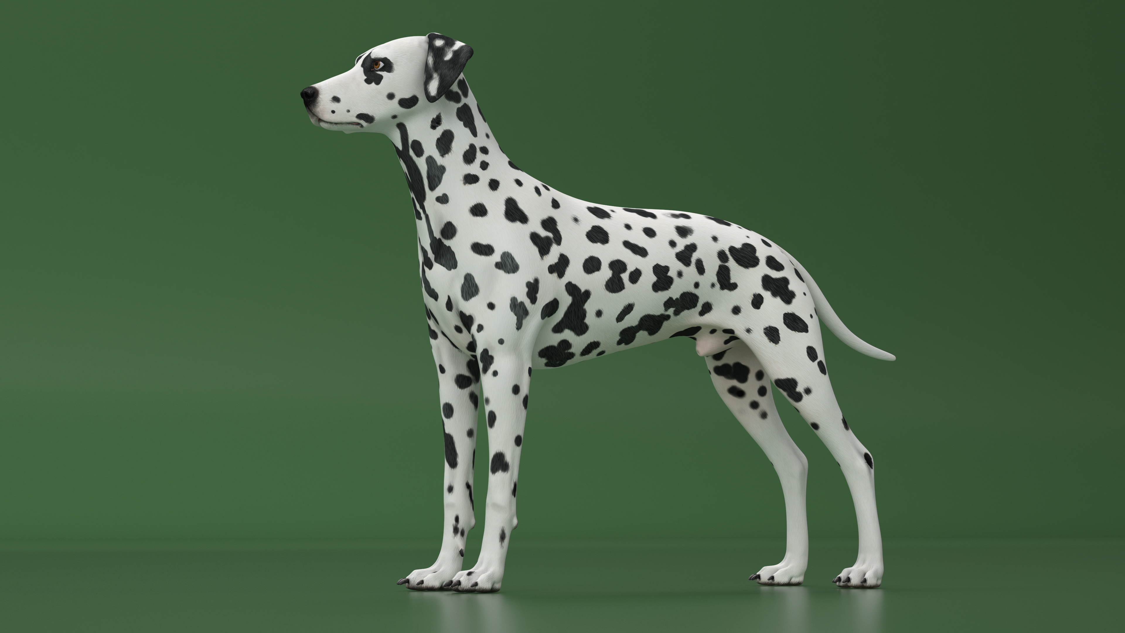 3D Dalmatian Dog model