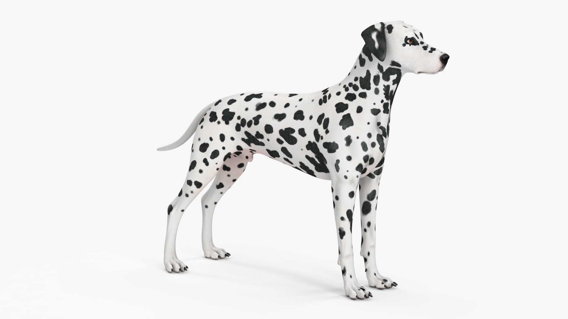 3D Dalmatian Dog model