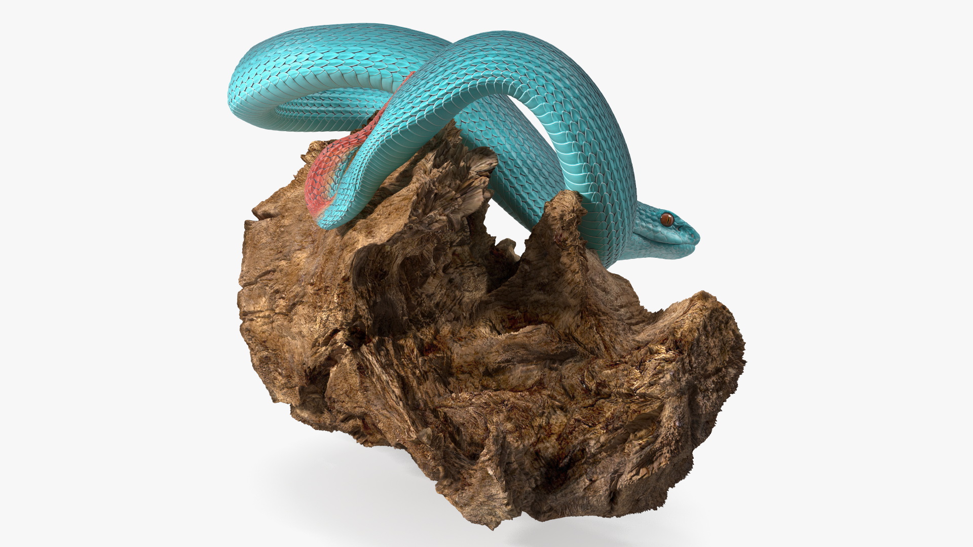 Hanging Trunk Blue Snake Trimeresurus 3D