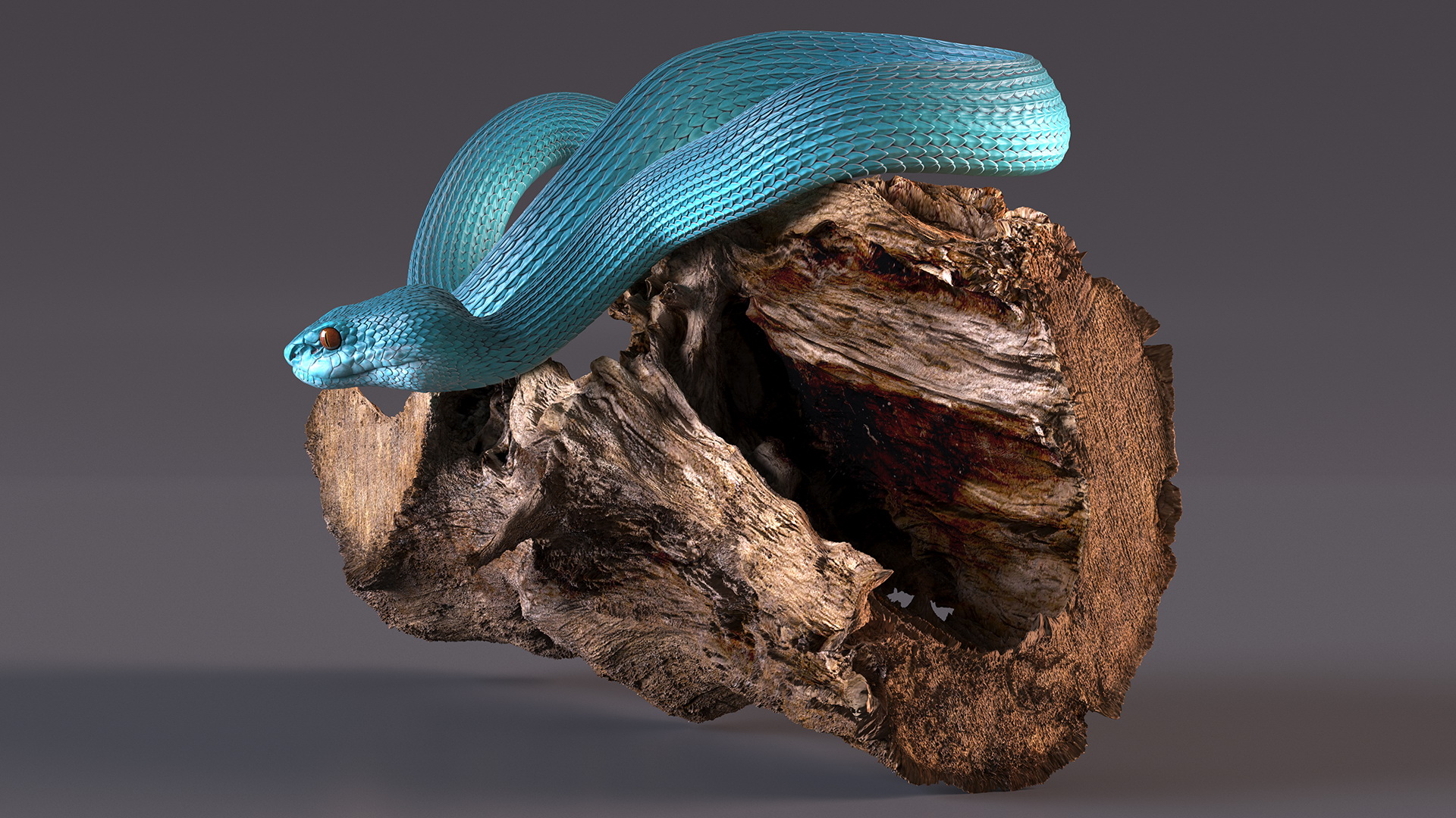 Hanging Trunk Blue Snake Trimeresurus 3D