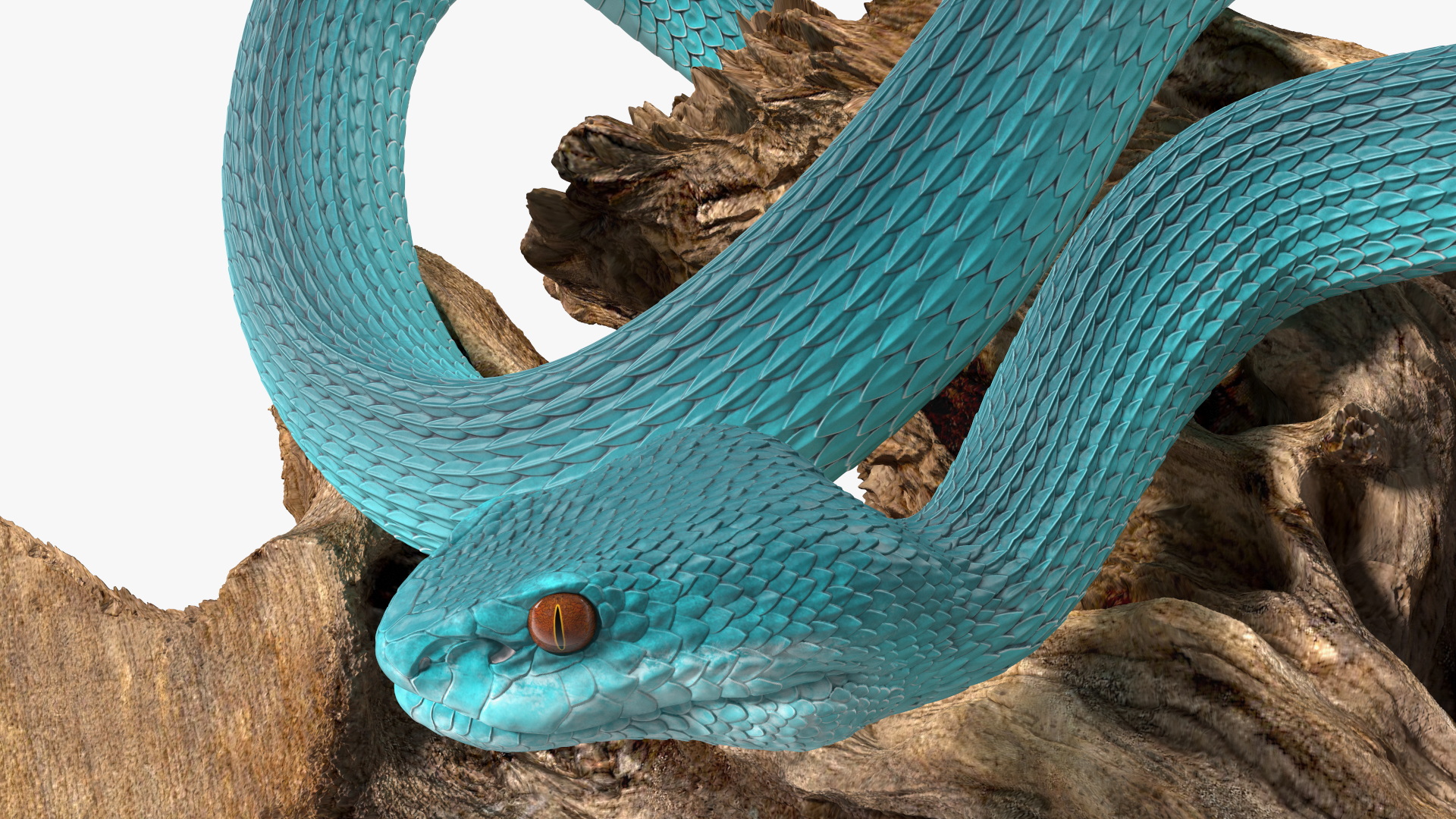 Hanging Trunk Blue Snake Trimeresurus 3D