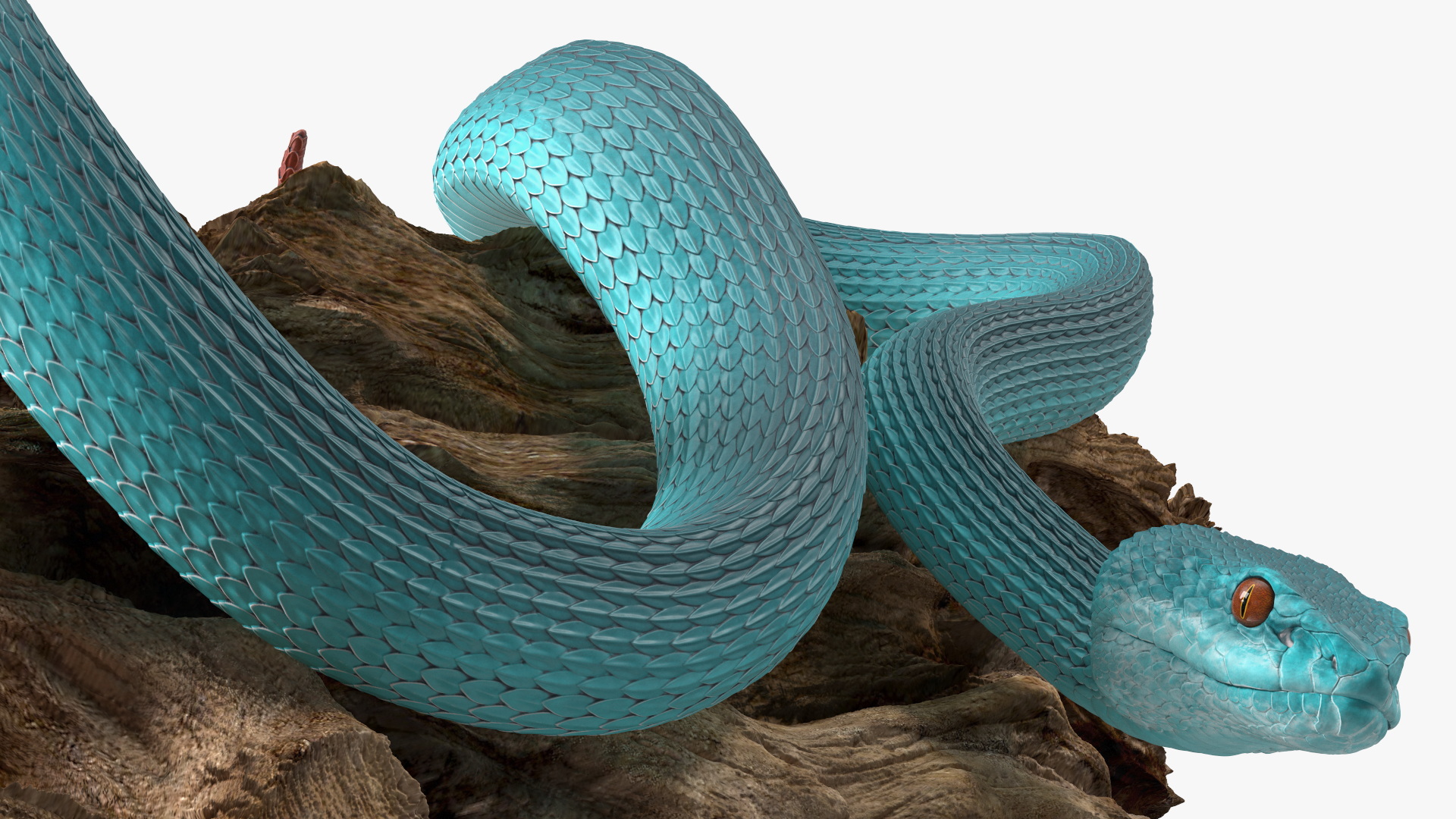 Hanging Trunk Blue Snake Trimeresurus 3D