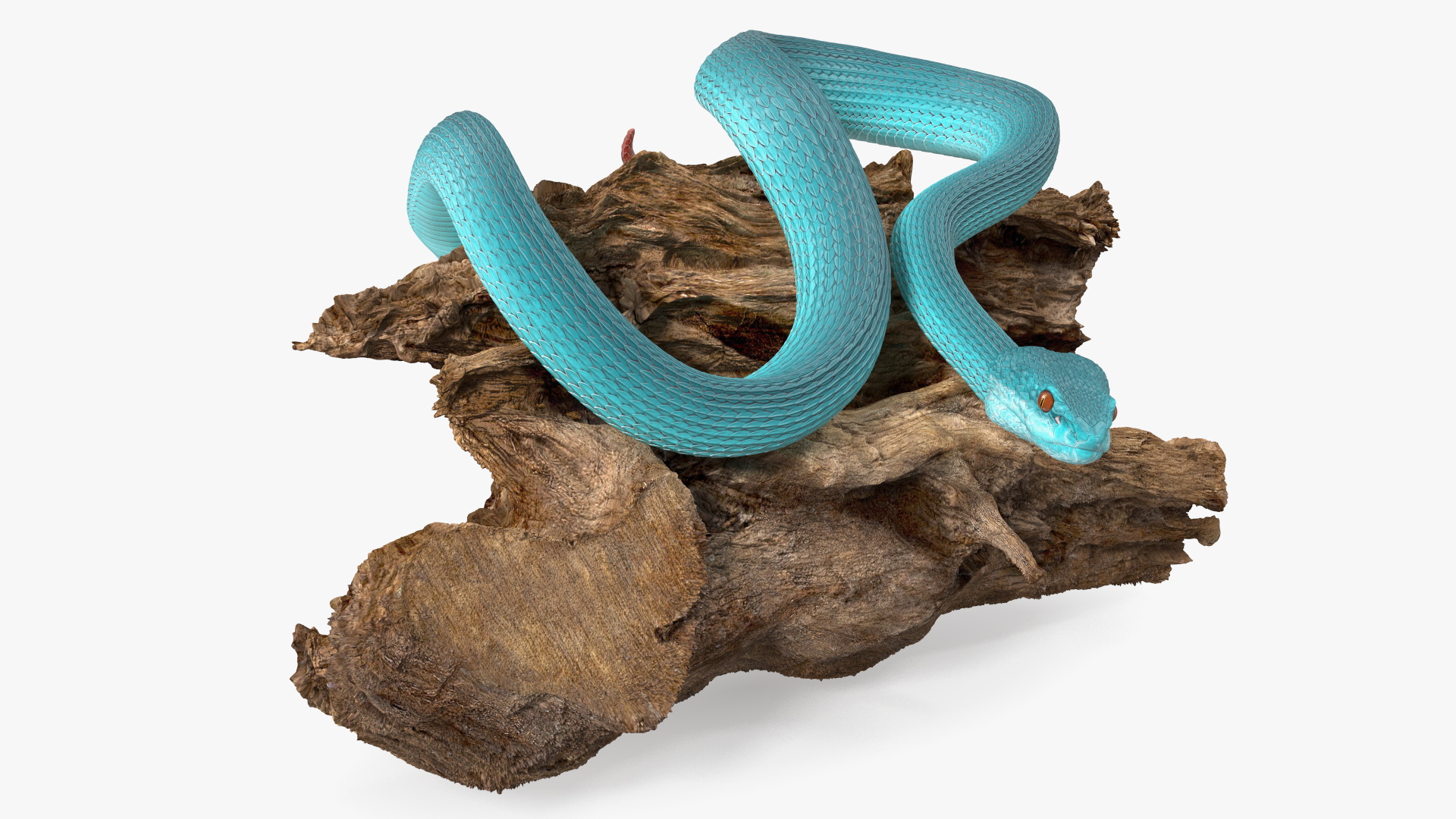 Hanging Trunk Blue Snake Trimeresurus 3D