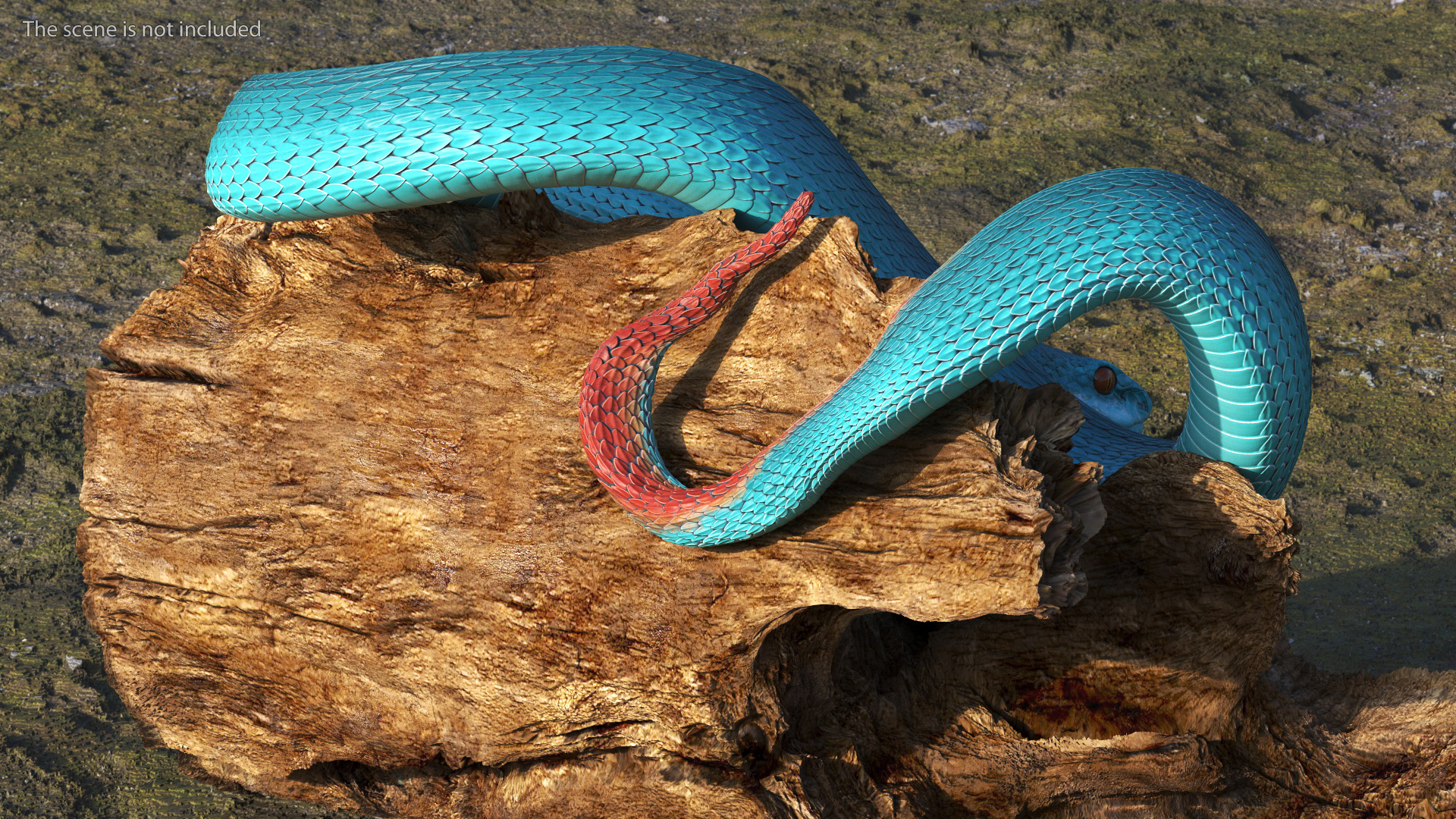 Hanging Trunk Blue Snake Trimeresurus 3D