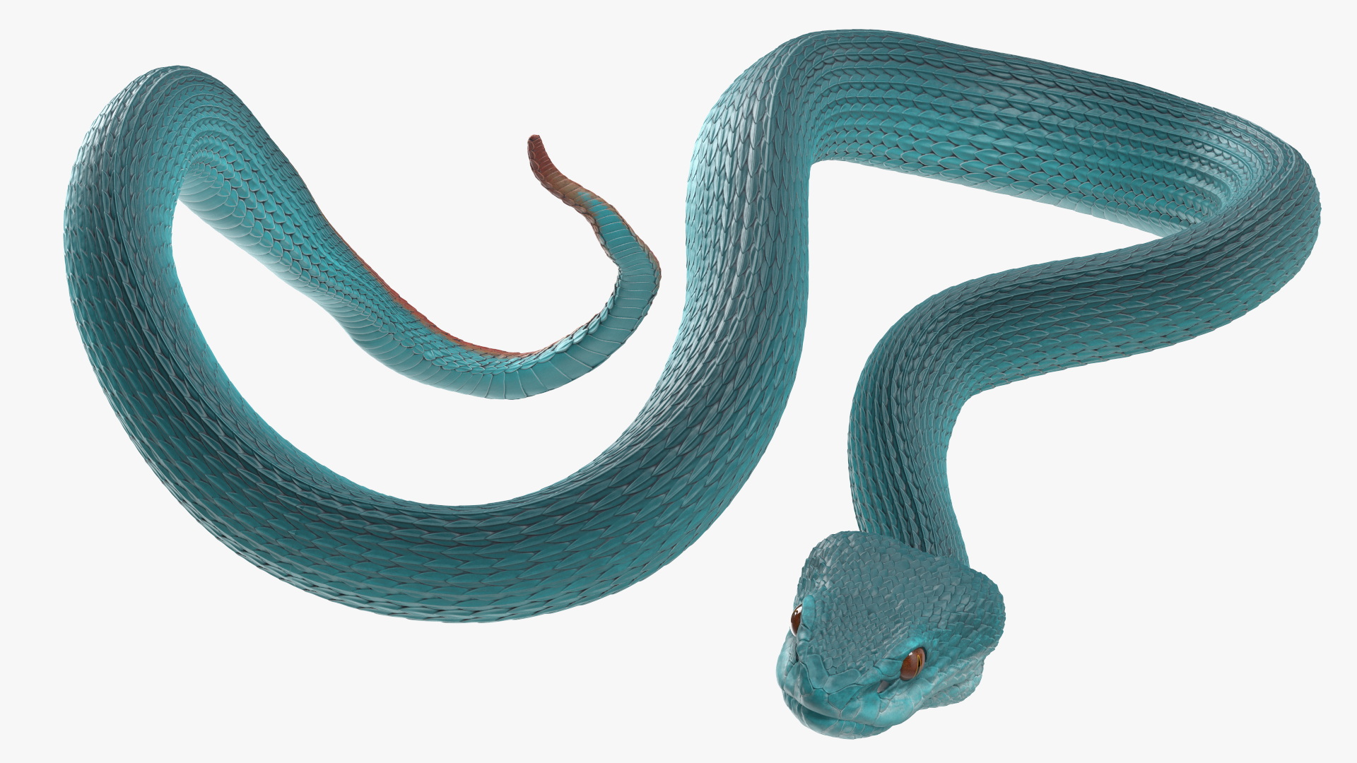 Hanging Trunk Blue Snake Trimeresurus 3D