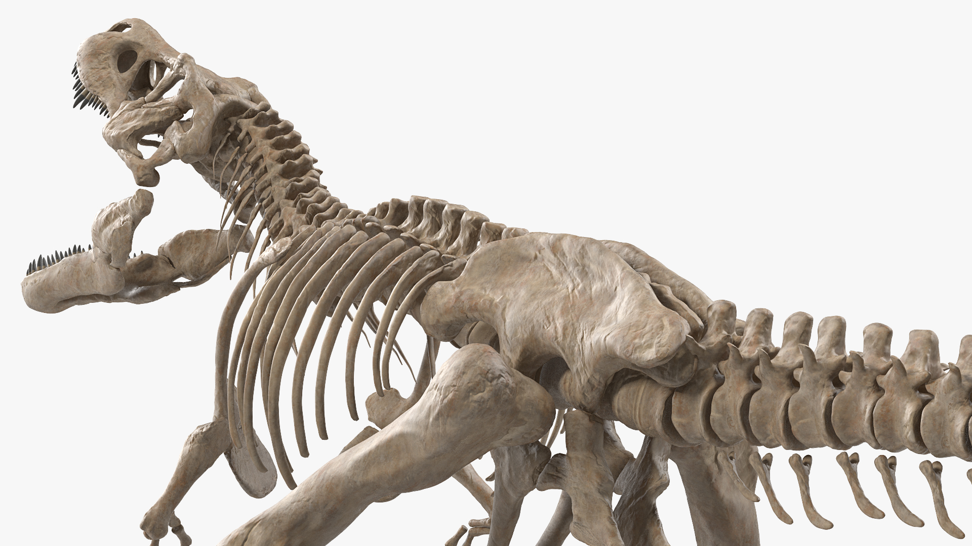 3D model Tyrannosaurus Rex Skeleton Fossil Rigged