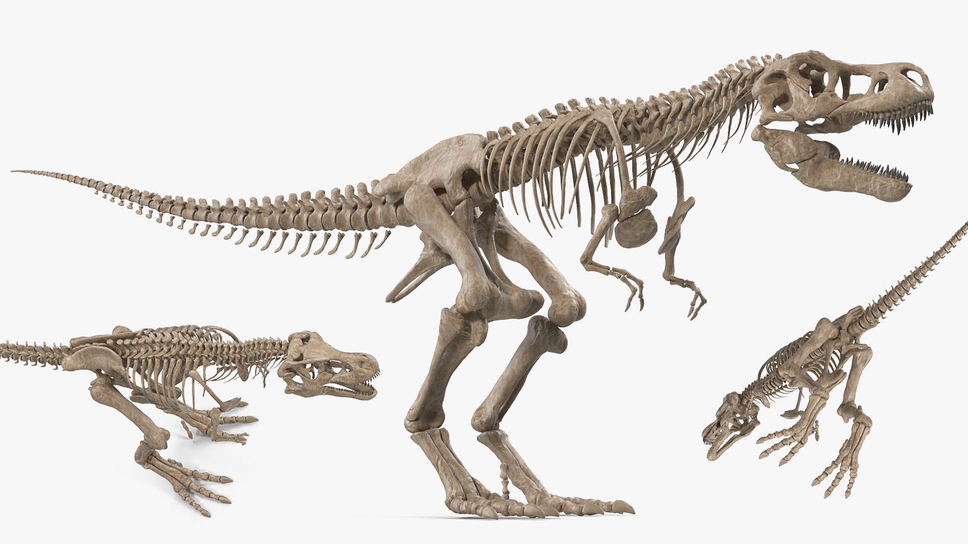 3D model Tyrannosaurus Rex Skeleton Fossil Rigged