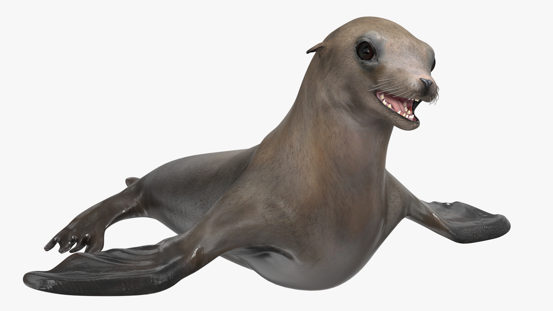 3D model California Sea Lion Rigged for Maya