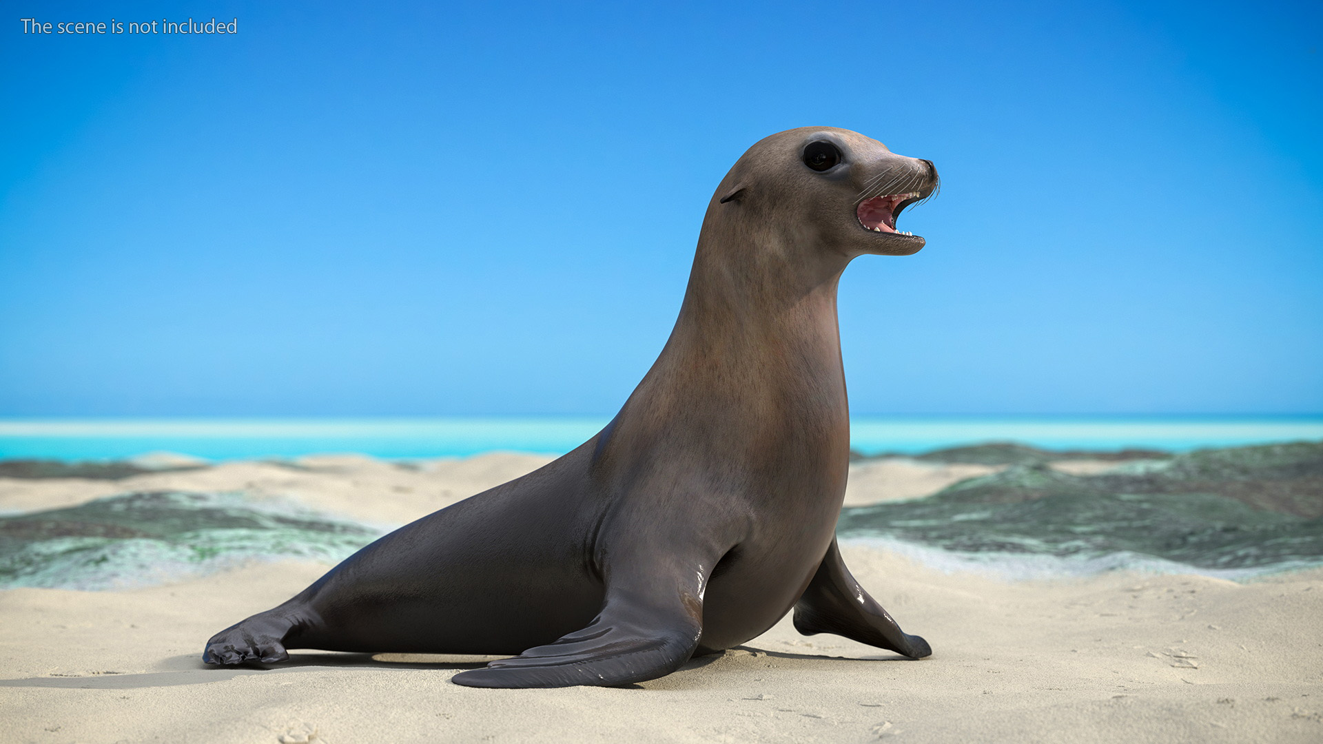 3D model California Sea Lion Rigged for Maya