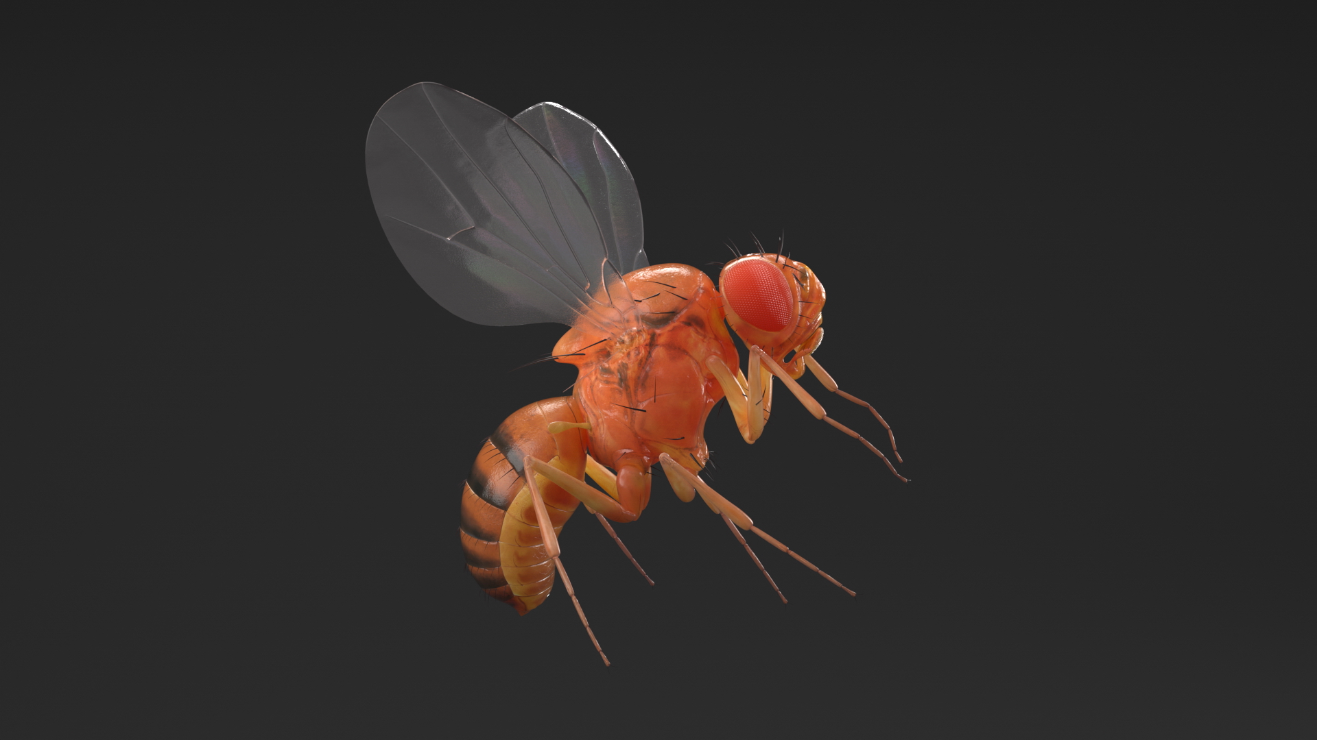 3D Vinegar Fly In Flight