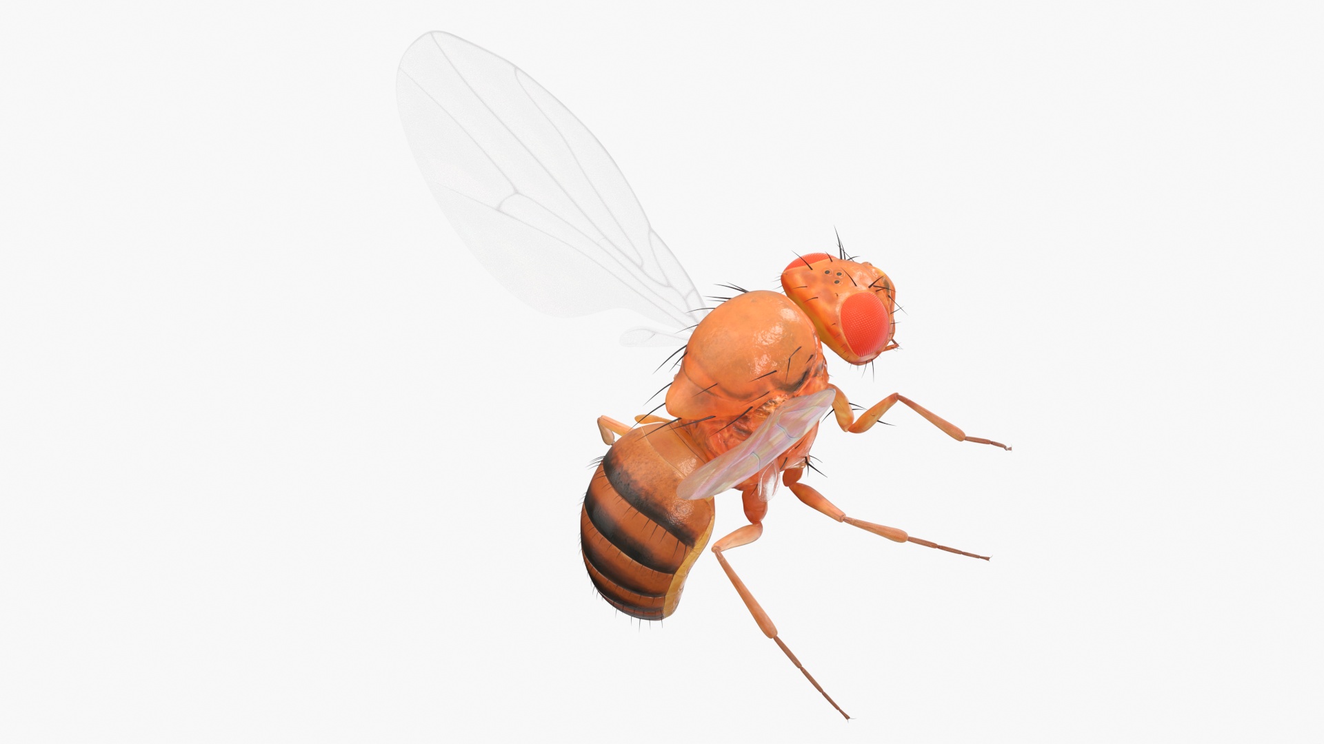 3D Vinegar Fly In Flight