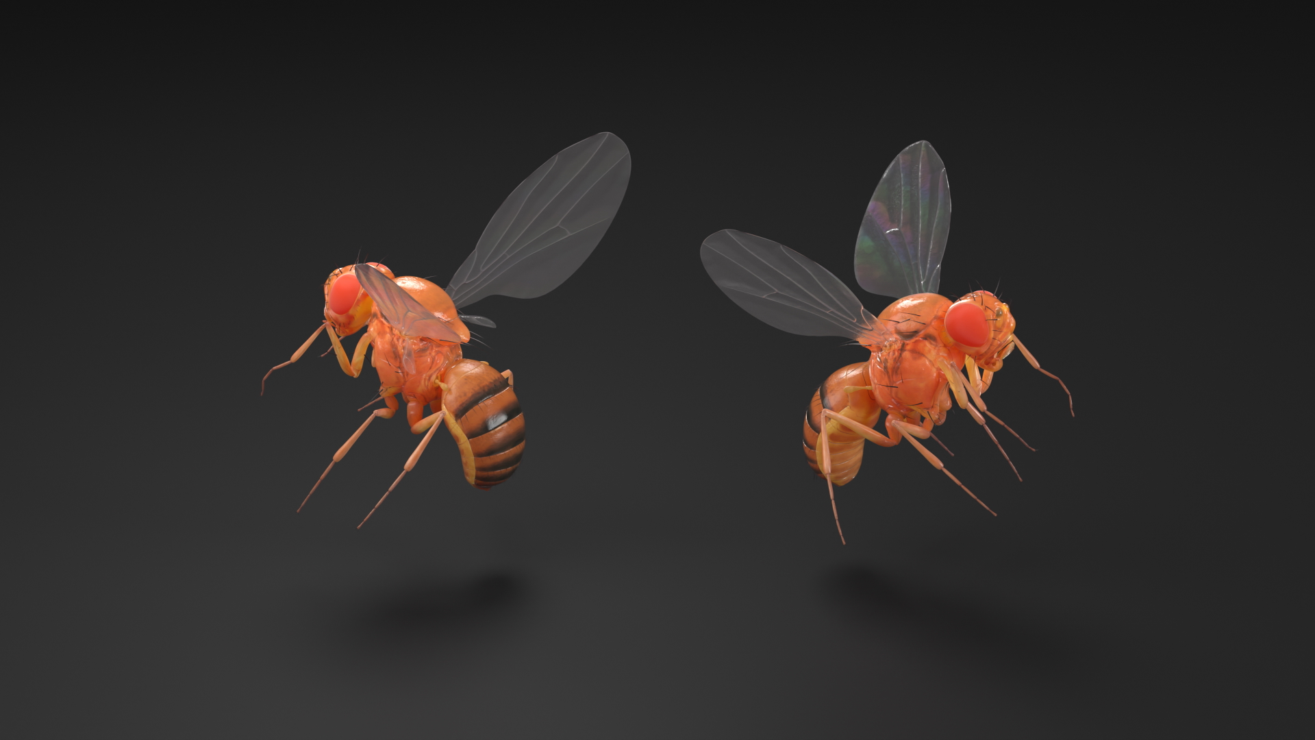 3D Vinegar Fly In Flight