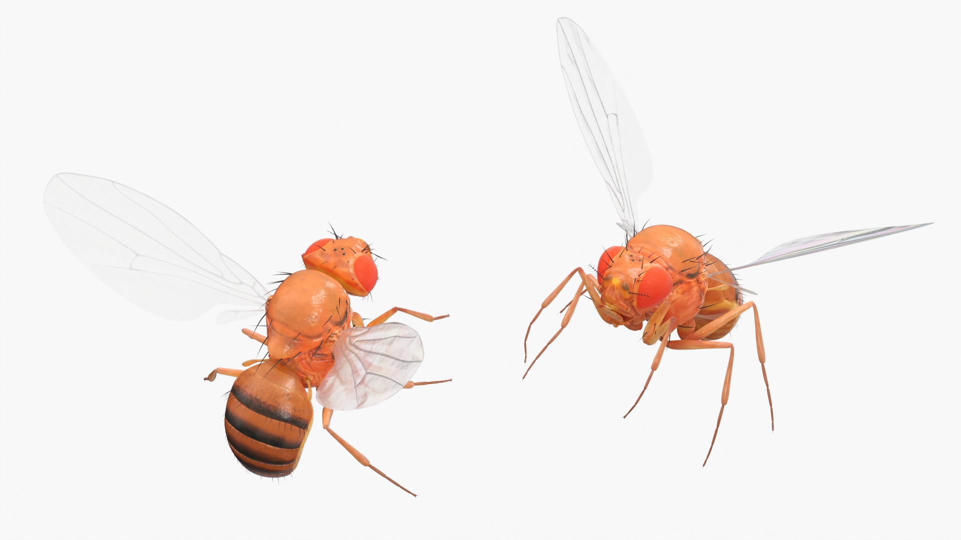 3D Vinegar Fly In Flight