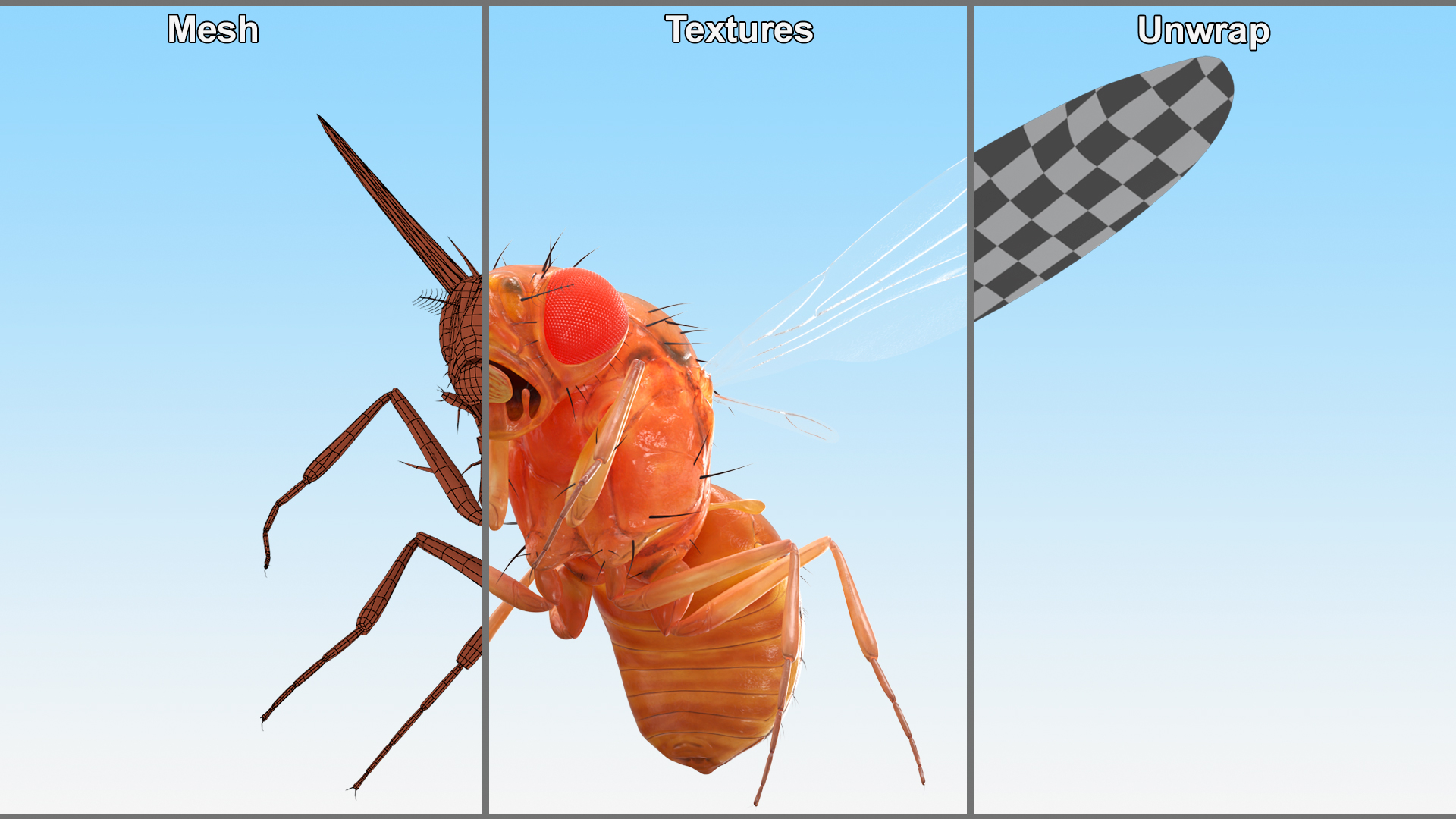 3D Vinegar Fly In Flight