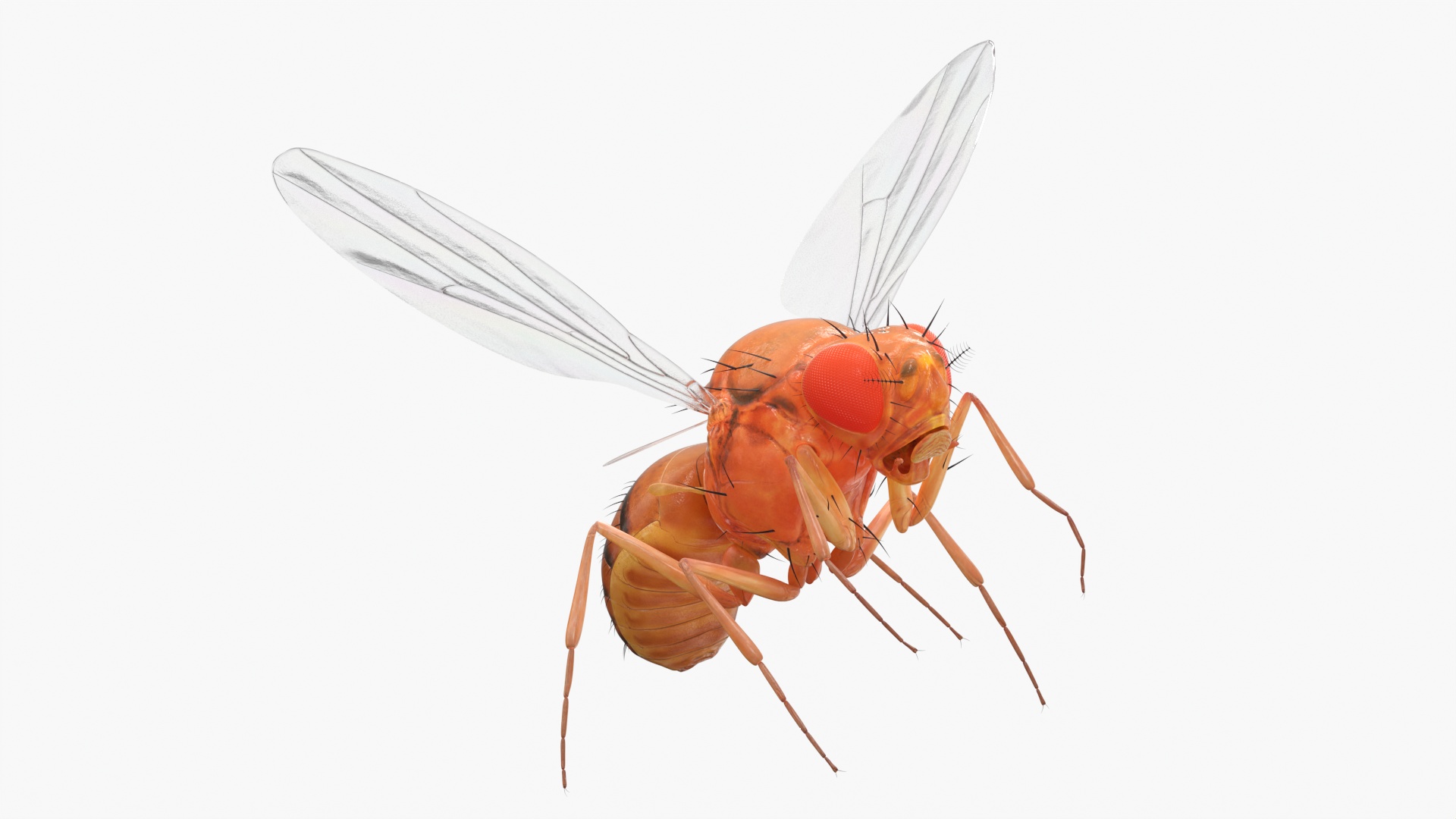 3D Vinegar Fly In Flight