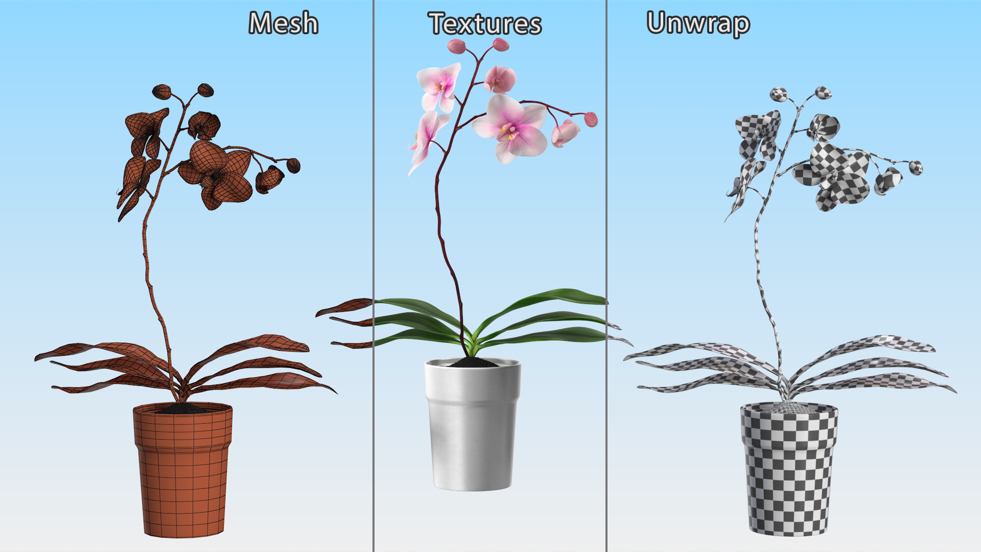 3D model Orchid Pot