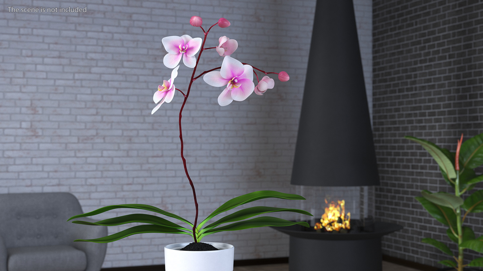 3D model Orchid Pot