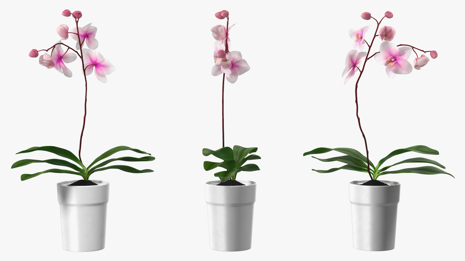 3D model Orchid Pot