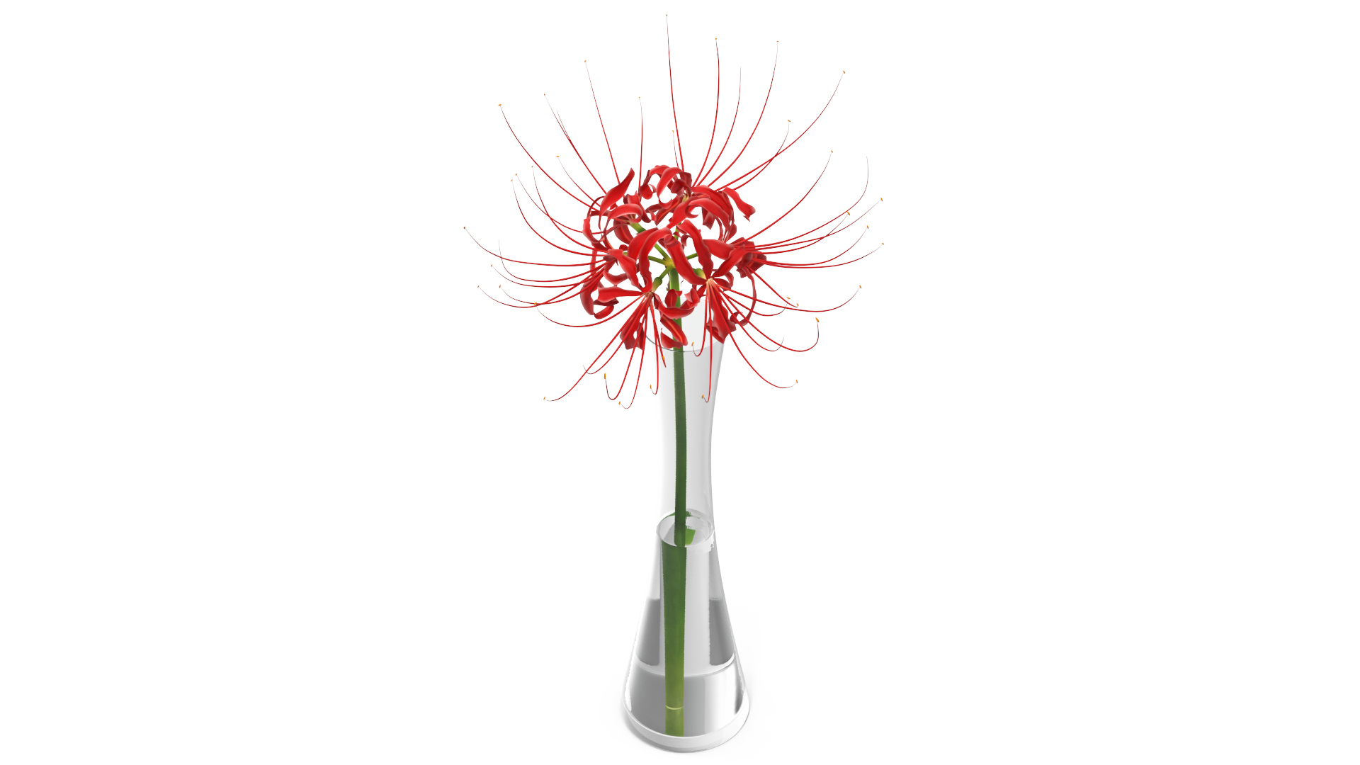 Lycoris Radiata in Glass Vase 3D model