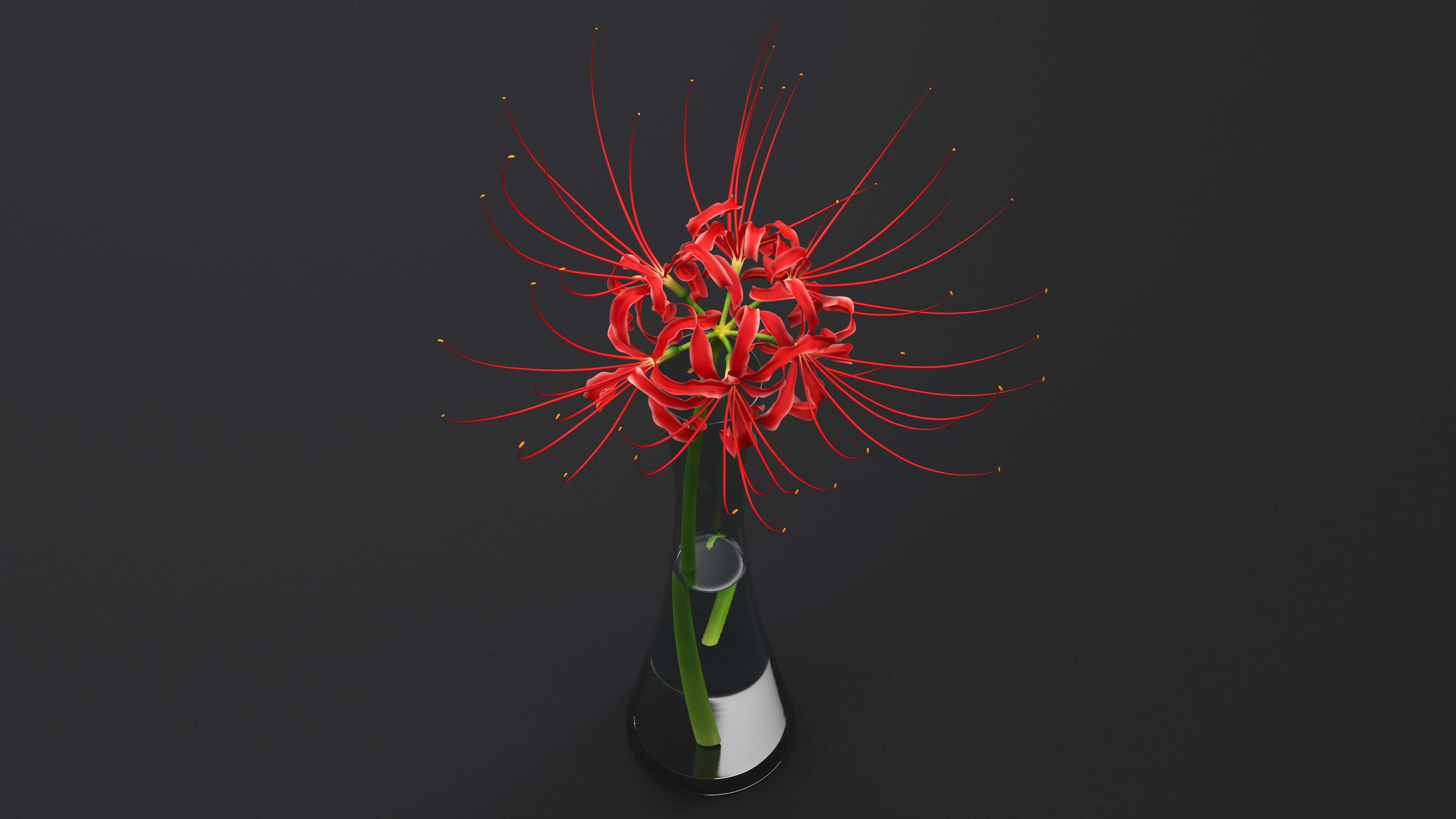 Lycoris Radiata in Glass Vase 3D model