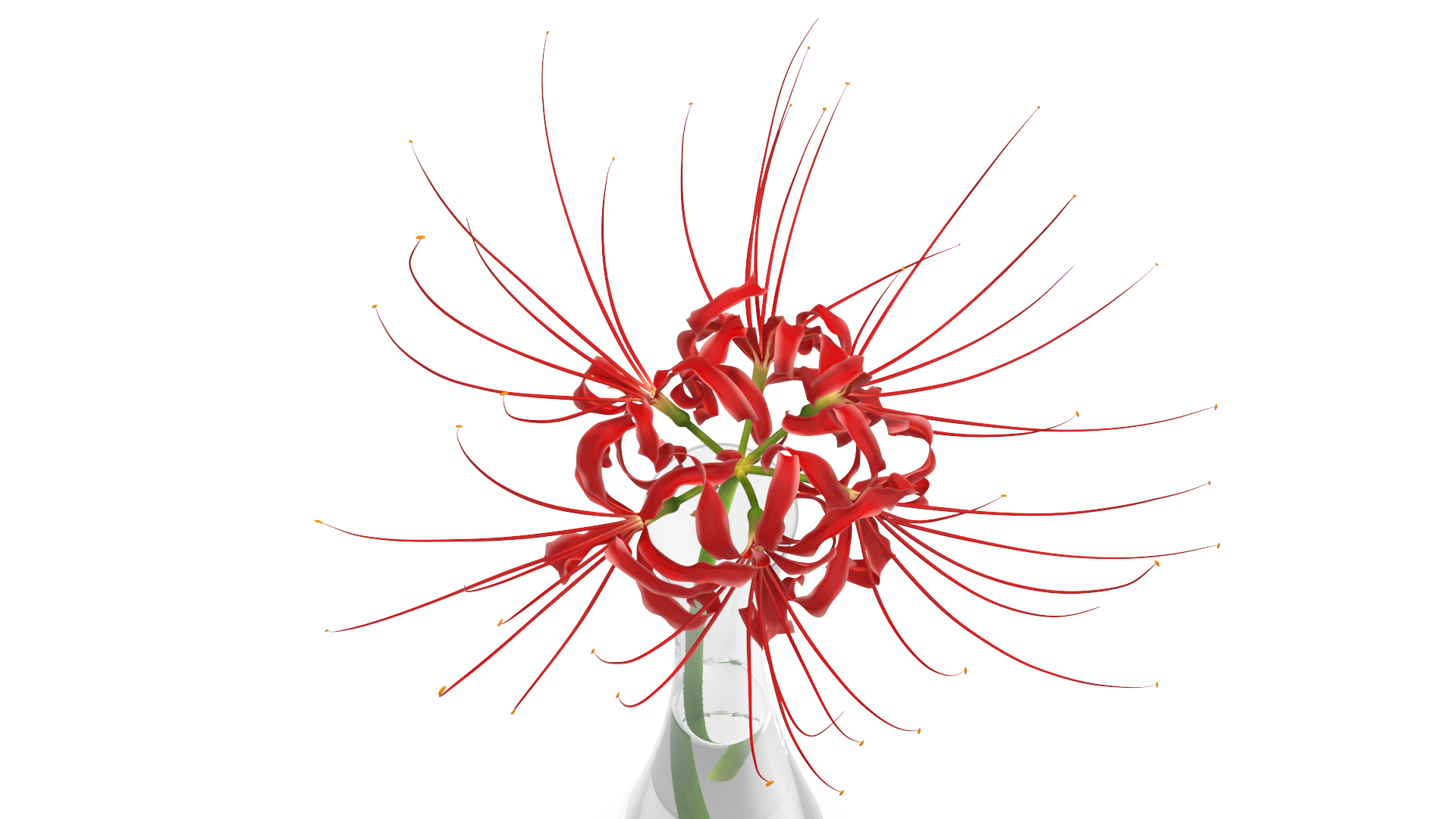 Lycoris Radiata in Glass Vase 3D model