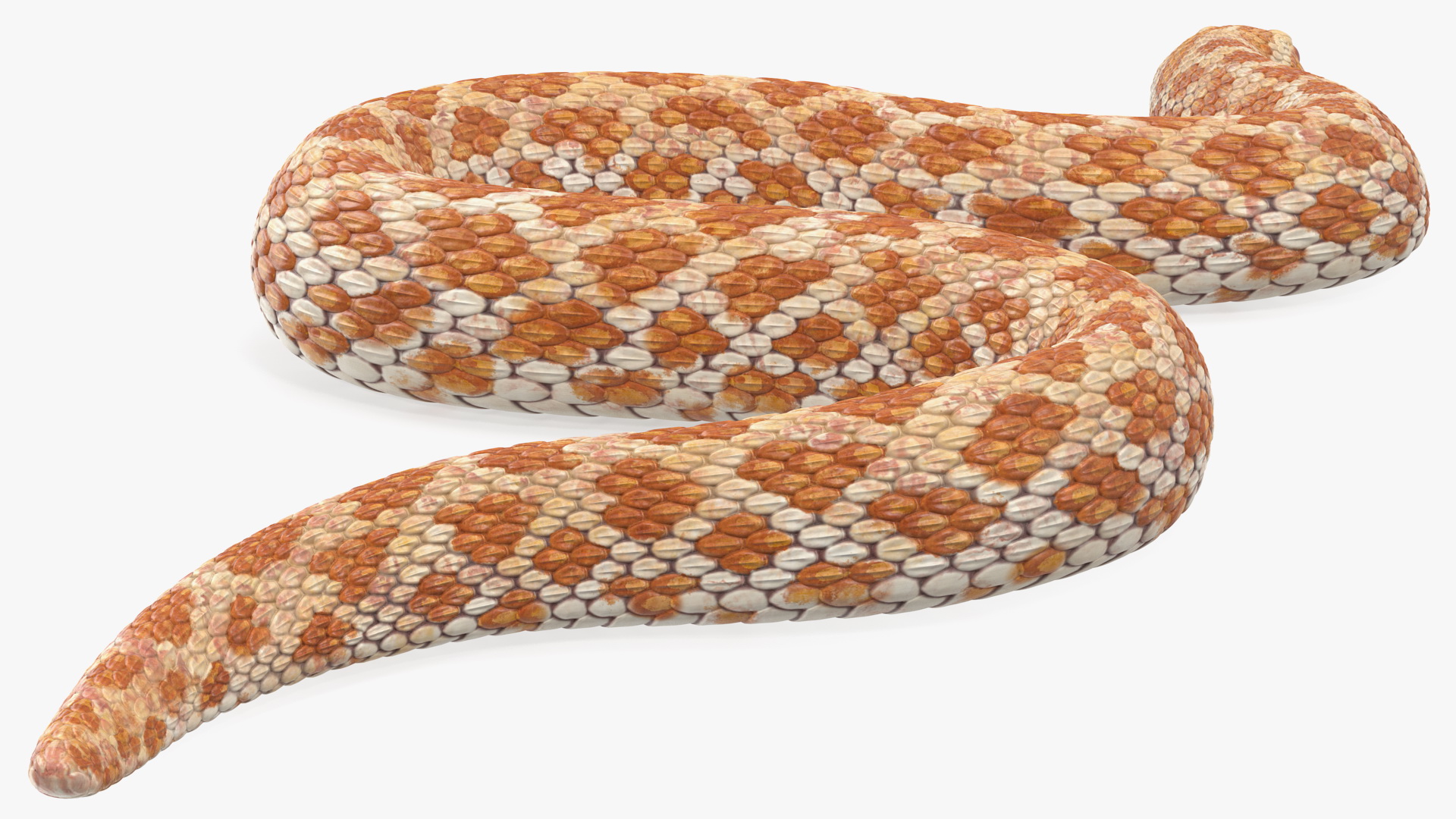 Hognose Snake Crawling 3D