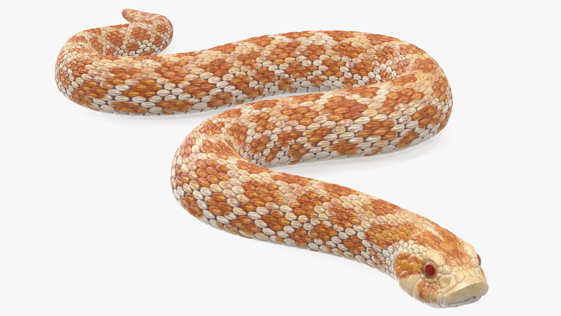 Hognose Snake Crawling 3D