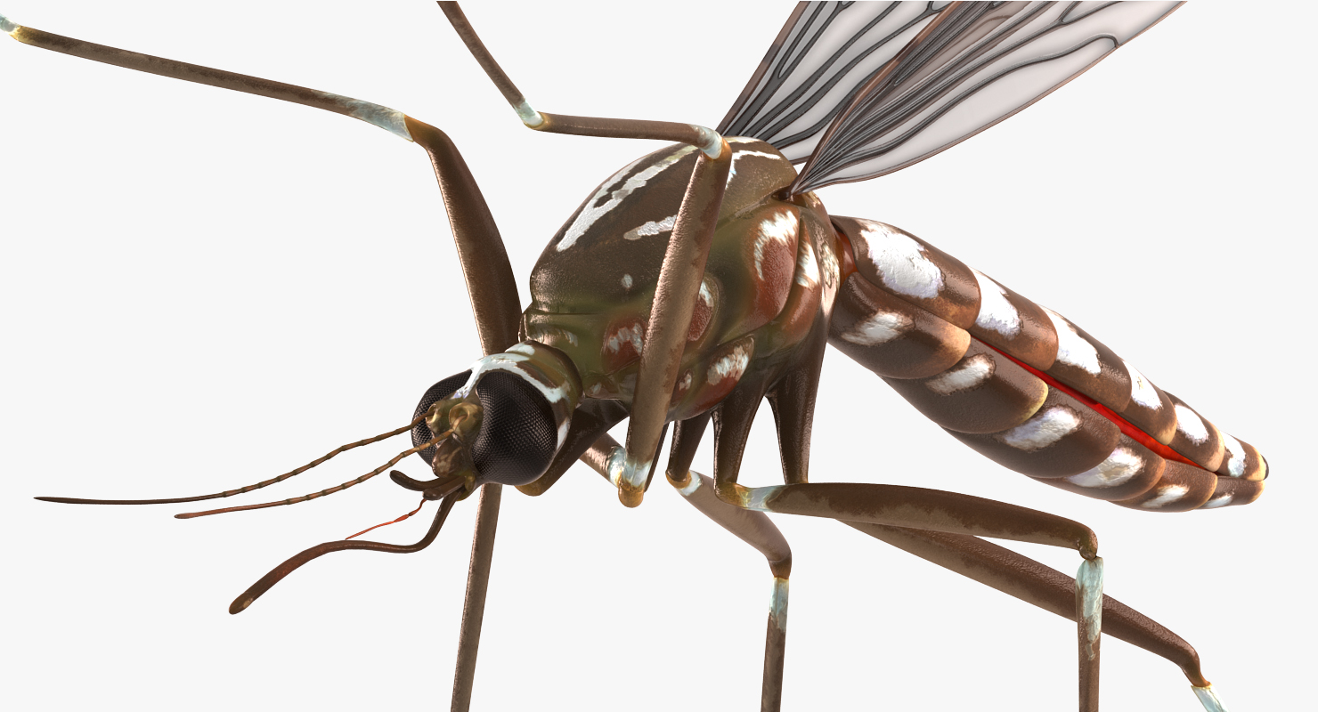 3D model Mosquito Pose 4