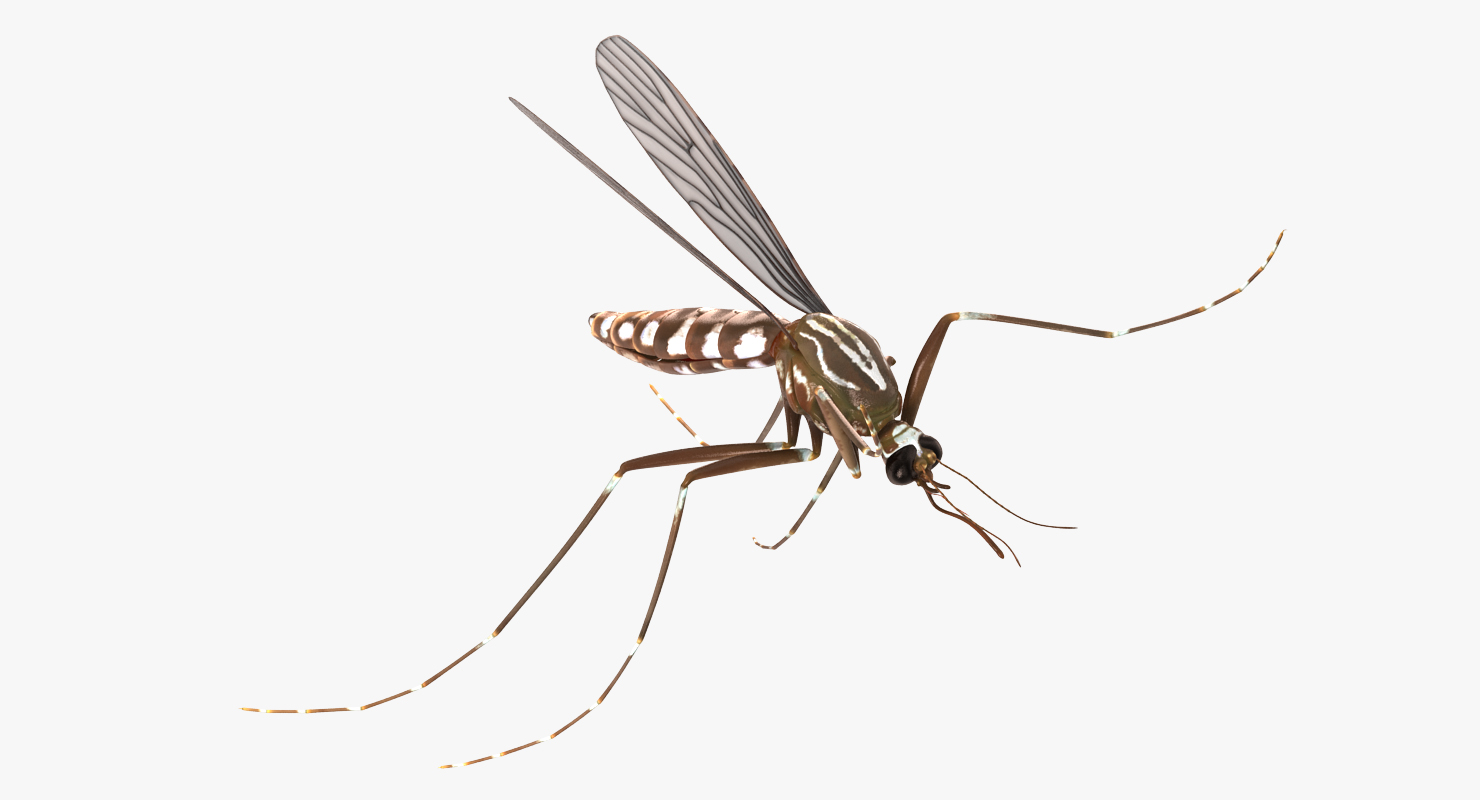 3D model Mosquito Pose 4