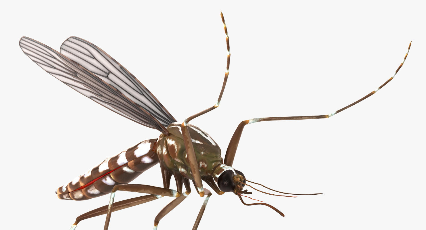 3D model Mosquito Pose 4