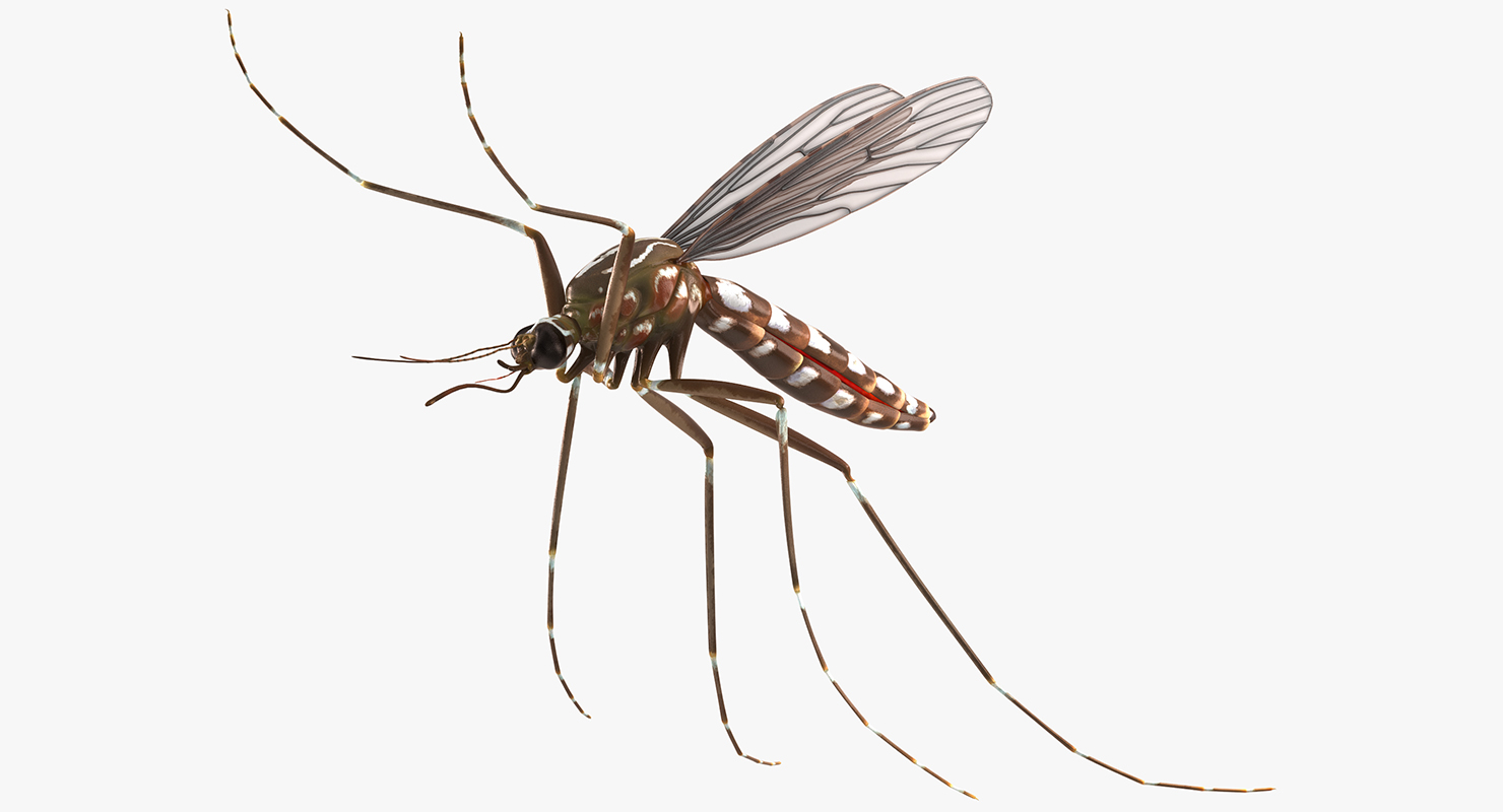 3D model Mosquito Pose 4